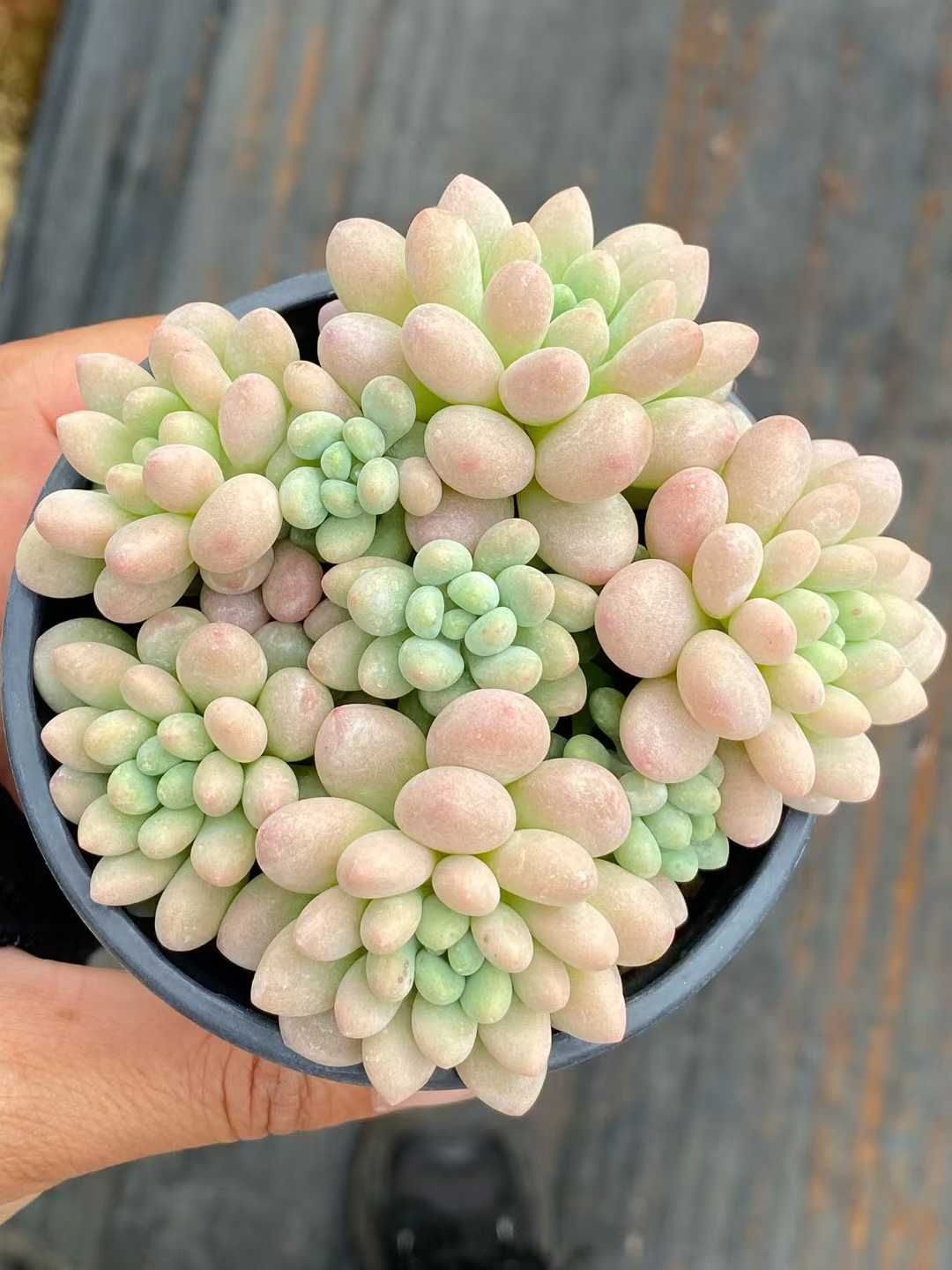 と*ん様 群生 ロココ W56×18鉢 抜き苗 多肉植物 エケベリア サボテン韓 18株×ロココ 多肉植物 エケベリア セダム アエオニウム