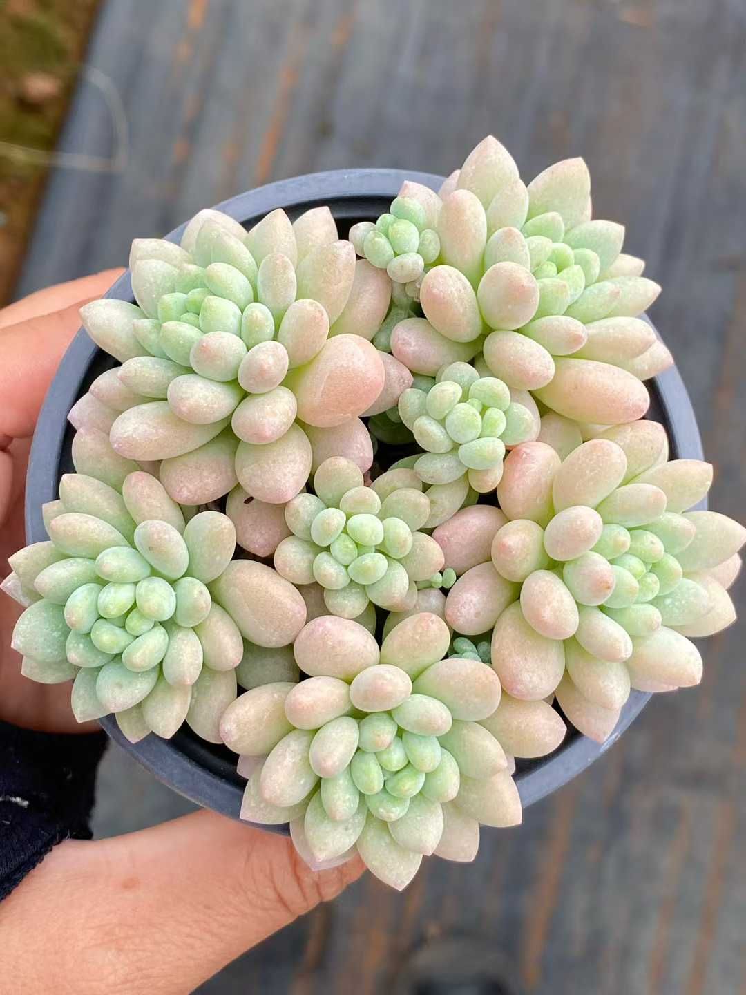 アエオニウム　韓国苗　オクス　多肉植物　ポコ多肉 18株×ロココ 多肉植物 エケベリア セダム アエオニウム