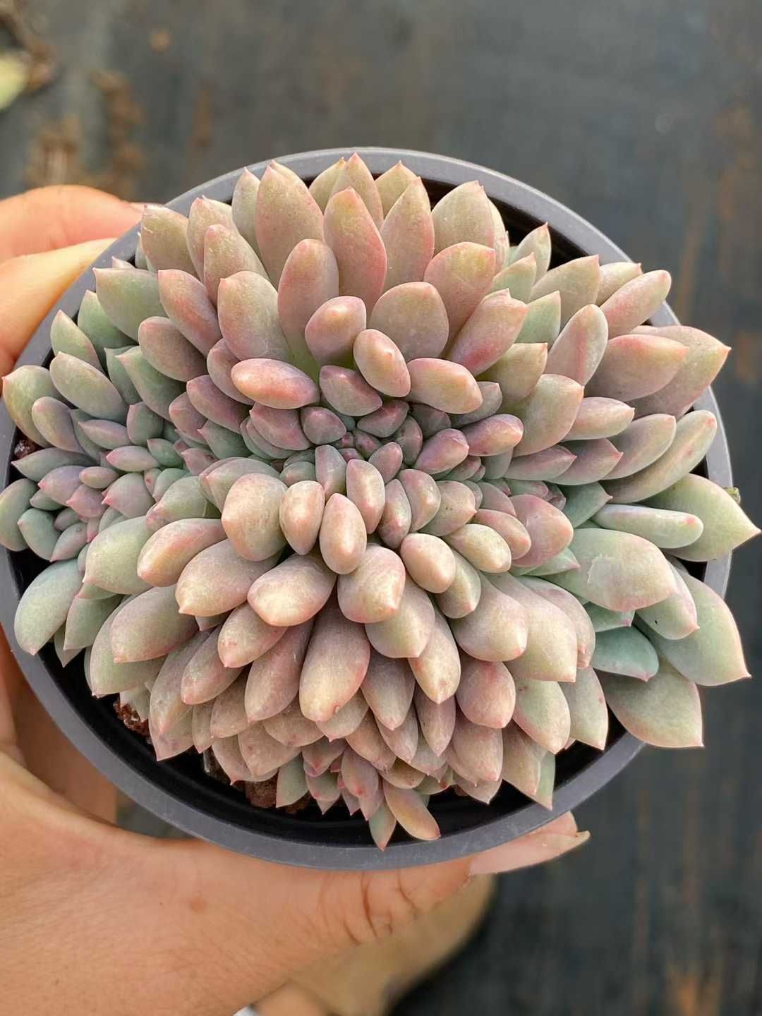 18株×リンセツツイカ 多肉植物