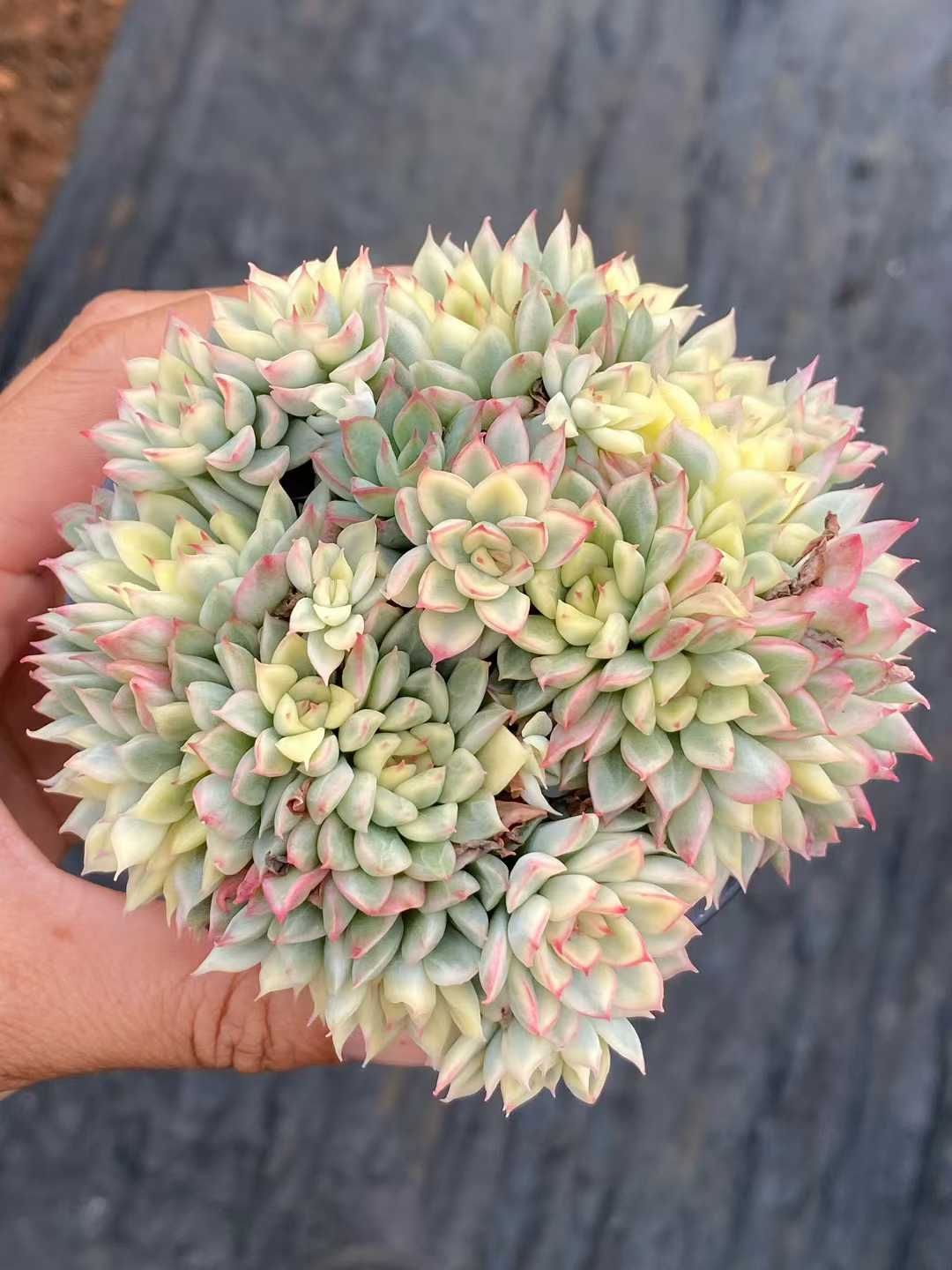 18株×メシワニシキ 多肉植物 エケベリア セダム アエオニウム グラプトペタルム 韓国苗 寄せ植え QS 1171