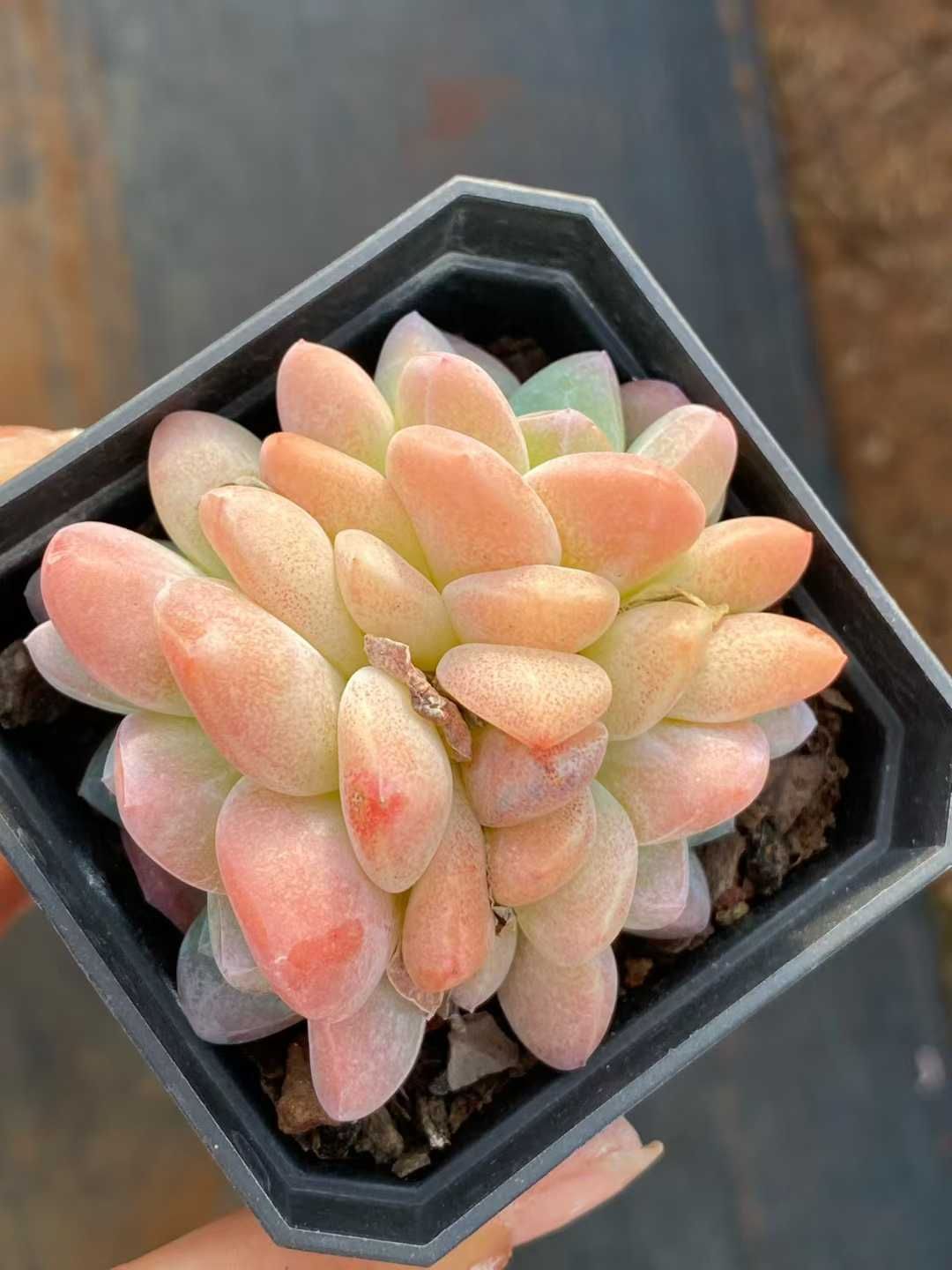 50株 ヒョウギョク 多肉植物 エケベリア セダム アエオニウム グラプトペタルム 韓国苗 寄せ植え QS 1181