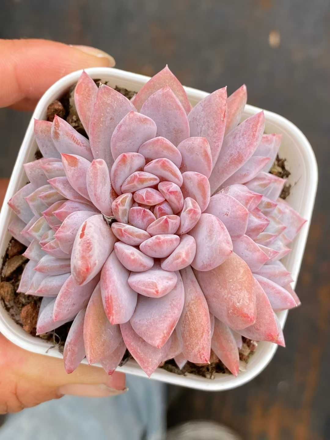 24株 スターオレンジ 多肉植物 エケベリア セダム アエオニウム グラプトペタルム 韓国苗 寄せ植え QS 1183