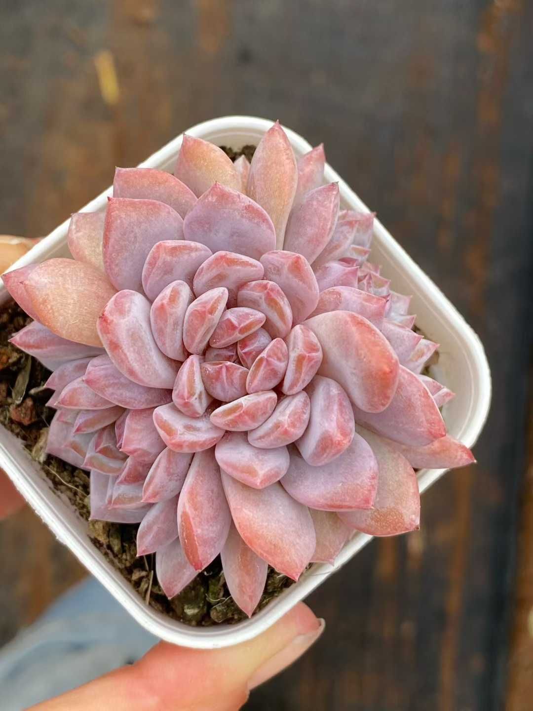 24株×スターオレンジ 多肉植物 エケベリア セダム アエオニウム グラプトペタルム 韓国苗 寄せ植え QS 1183