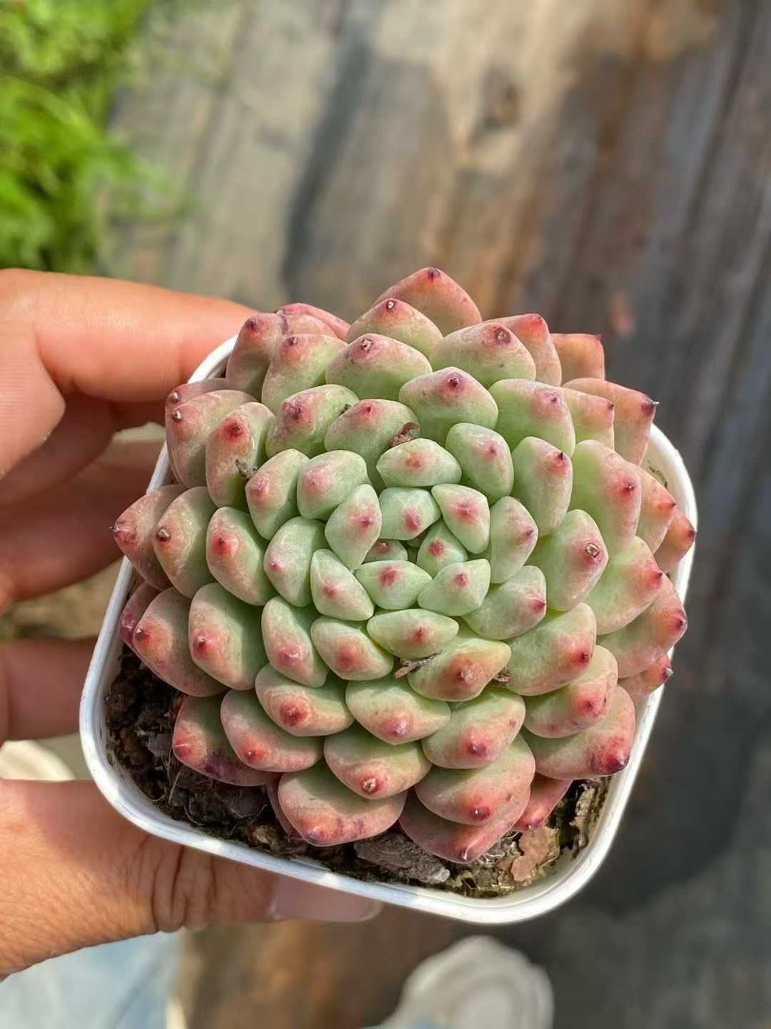 50株×エンジコウ 多肉植物 エケベリア セダム アエオニウム グラプトペタルム 韓国苗 寄せ植え QS 1185