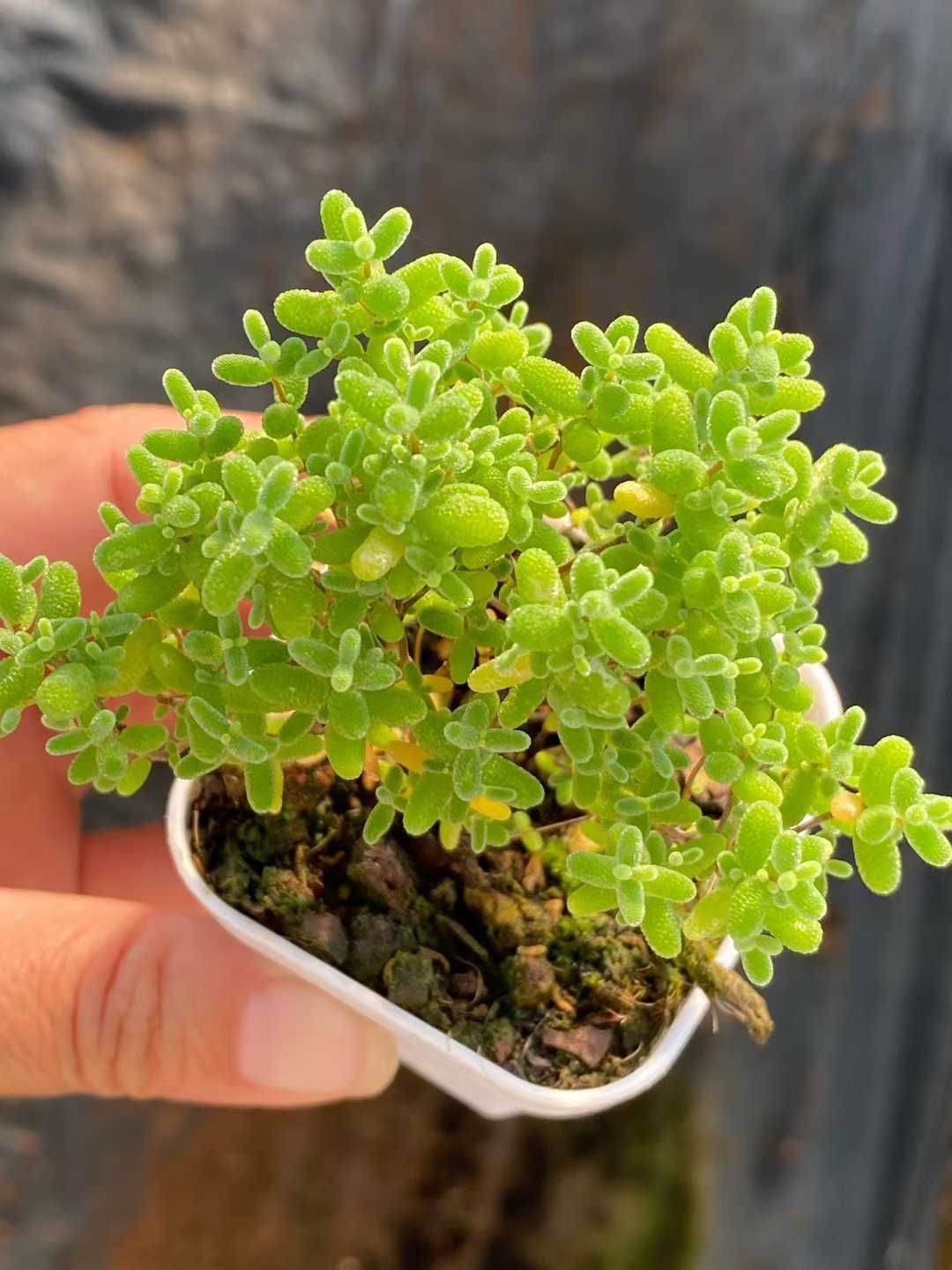 エケベリア・セダム gakky エケベリア・セダム gakky エケベリア・セダム gakky エケベリア