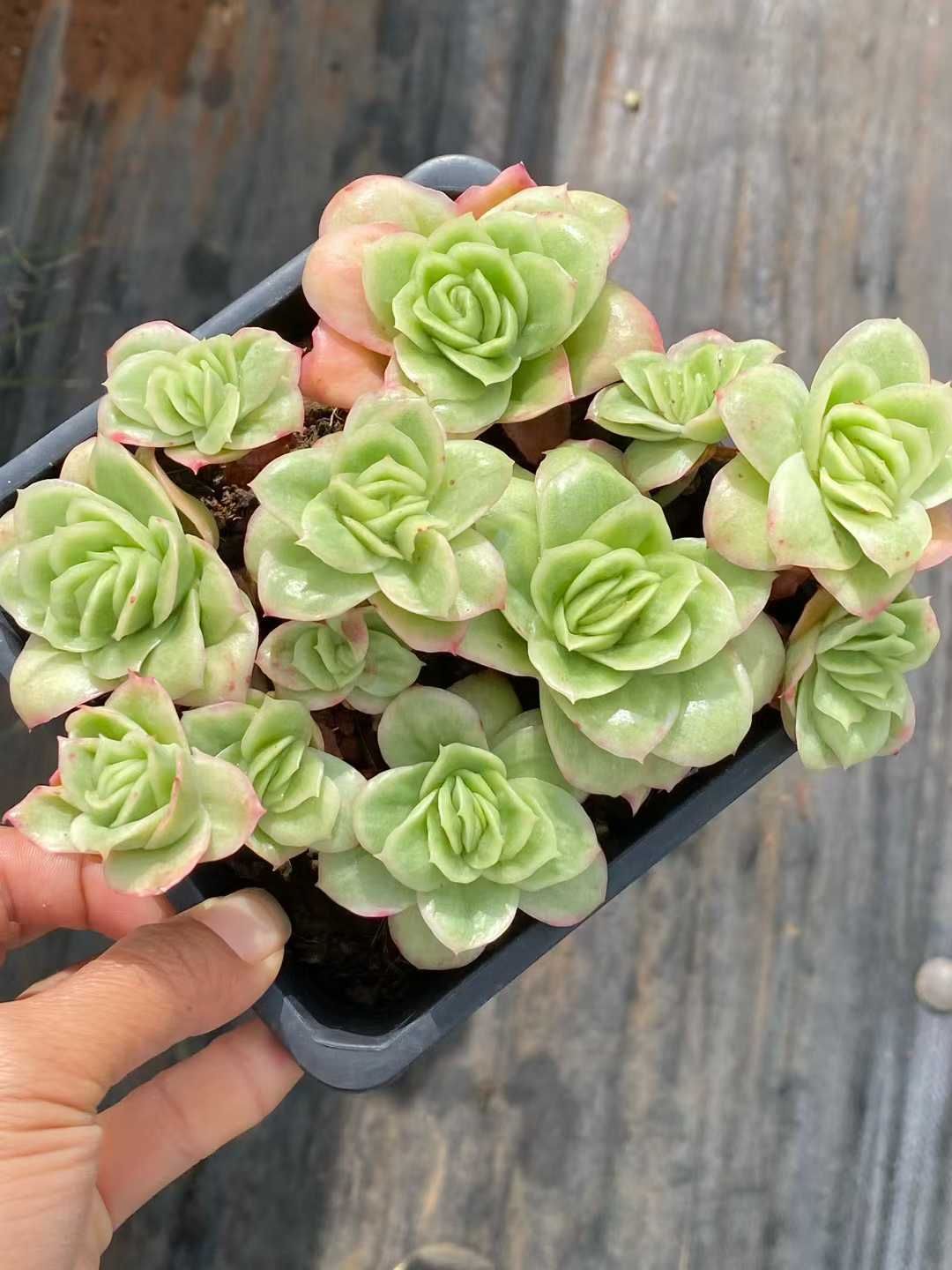 12株×アイスローズ 多肉植物 エケベリア セダム アエオニウム グラプトペタルム 韓国苗 寄せ植え QS 1193