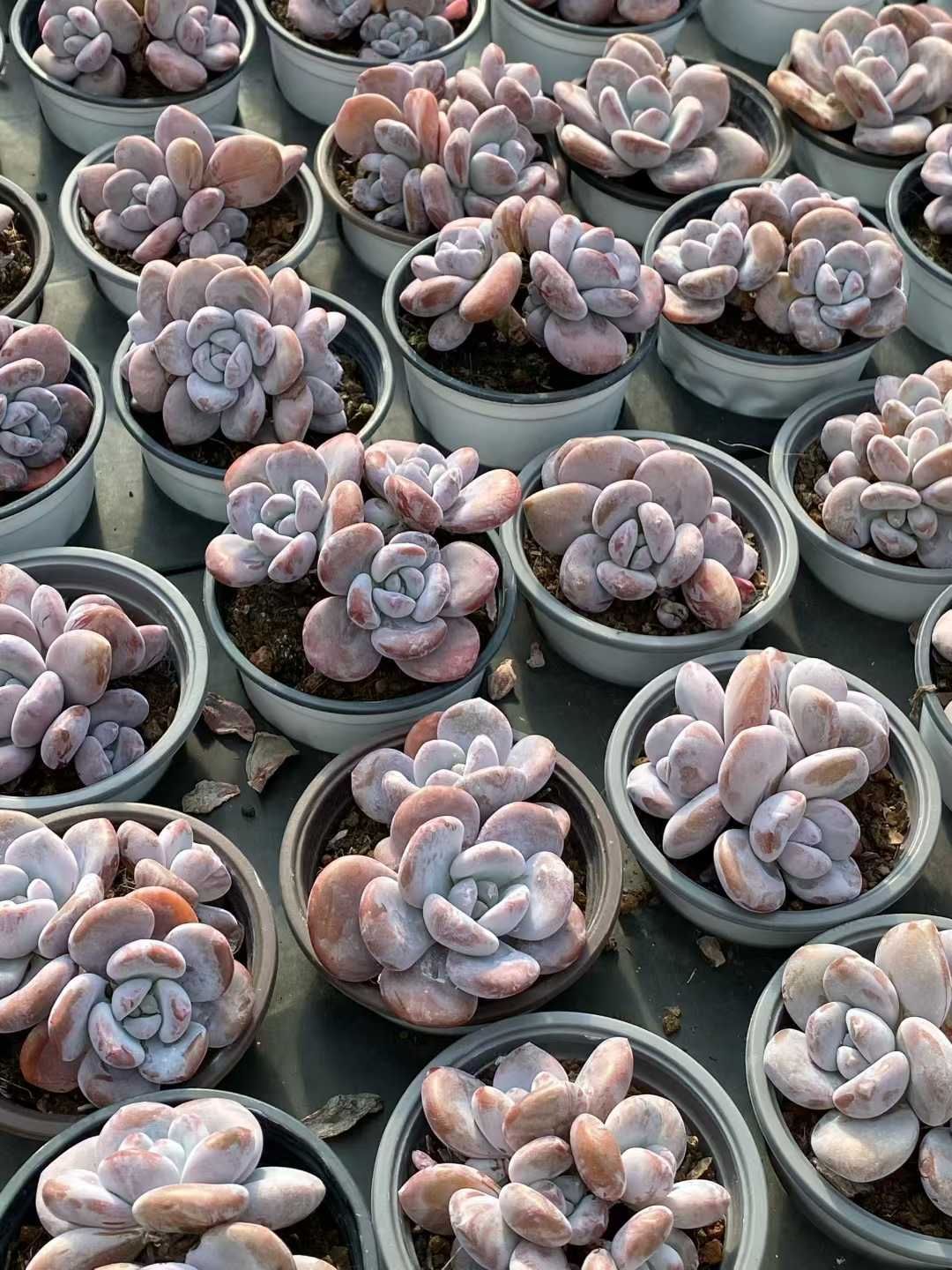 アロエ ハイブリッド aloe hybrid S1622 子株 特上 Aloe hybrid アロエ