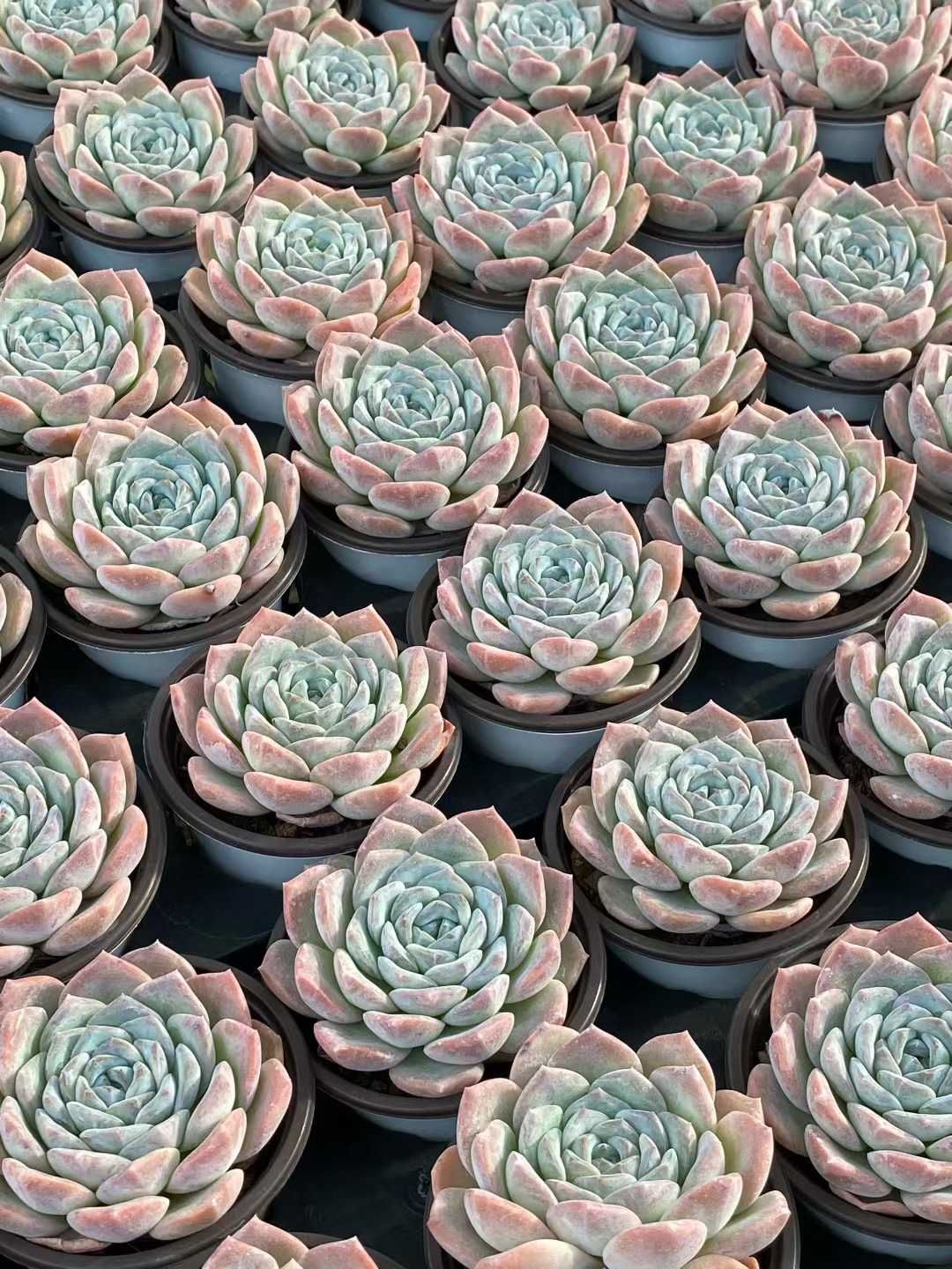 50株×ギョウザンセツ 多肉植物 エケベリア セダム アエオニウム グラプトペタルム 韓国苗 寄せ植え QS 1155