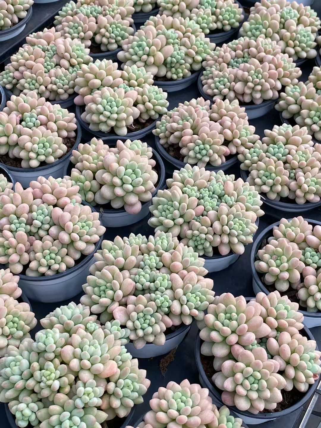 18株×ロココ 多肉植物 エケベリア セダム アエオニウム