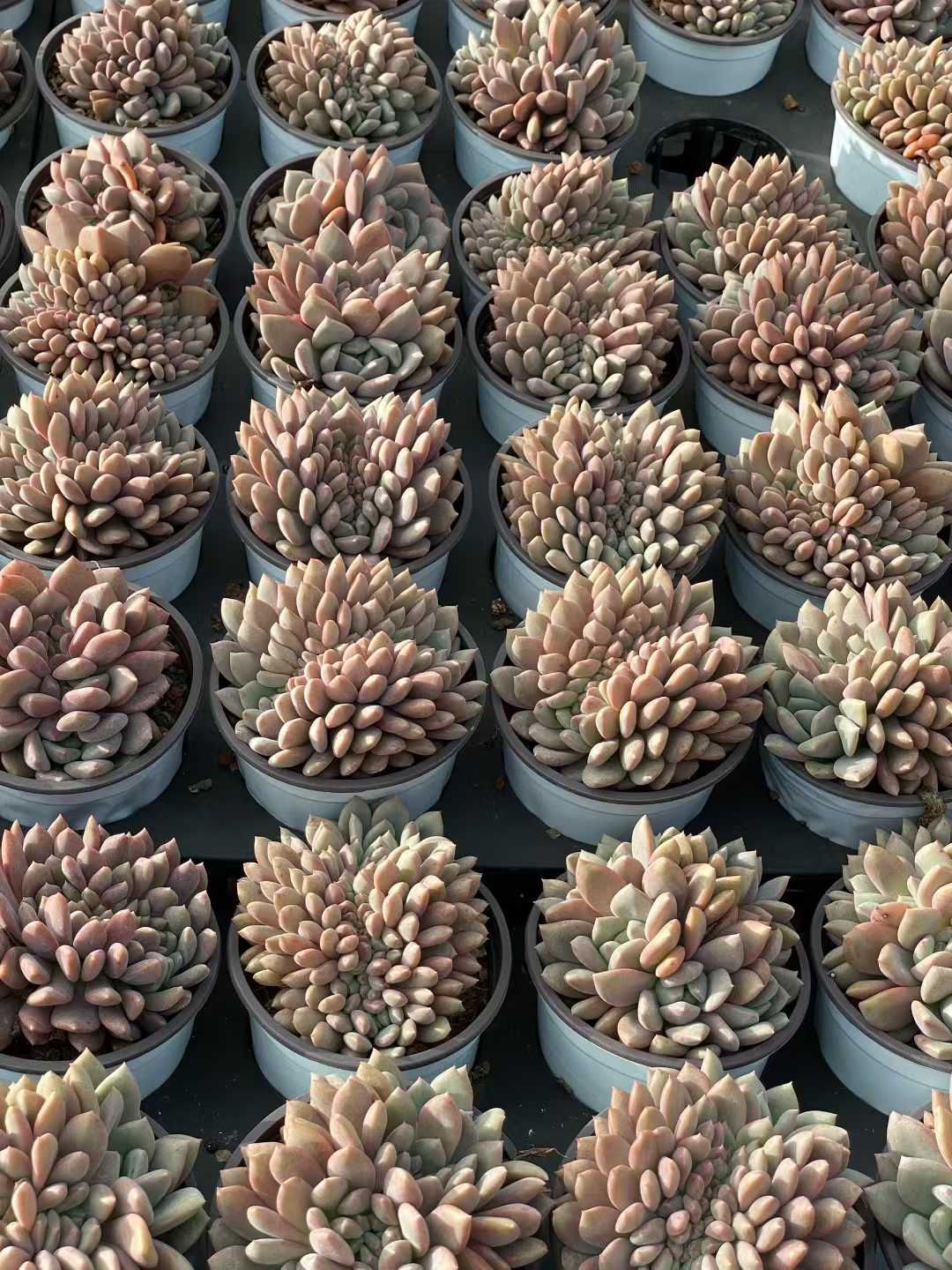 18株×リンセツツイカ 多肉植物 エケベリア セダム アエオニウム グラプトペタルム 韓国苗 寄せ植え QS 1166 品質保証 その他多肉植物 