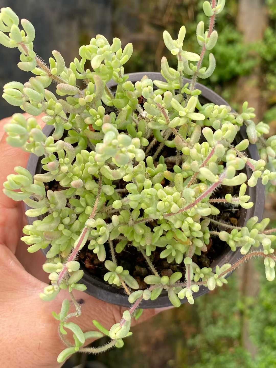 18株×ルビーニシキ 多肉植物 エケベリア セダム アエオニウム グラプトペタルム 韓国苗 寄せ植え QS 1194