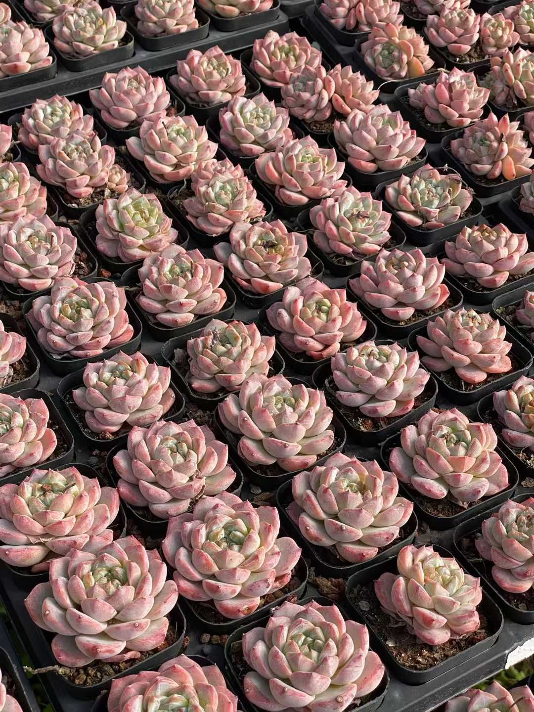 50株 ピンクダイヤ 多肉植物 エケベリア セダム アエオニウム グラプトペタルム 韓国苗 寄せ植え QS 1170