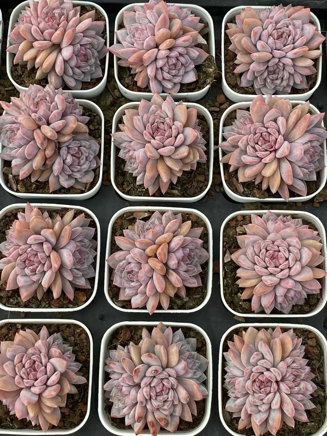 24株×スターオレンジ 多肉植物 エケベリア セダム アエオニウム グラプトペタルム 韓国苗 寄せ植え QS 1183