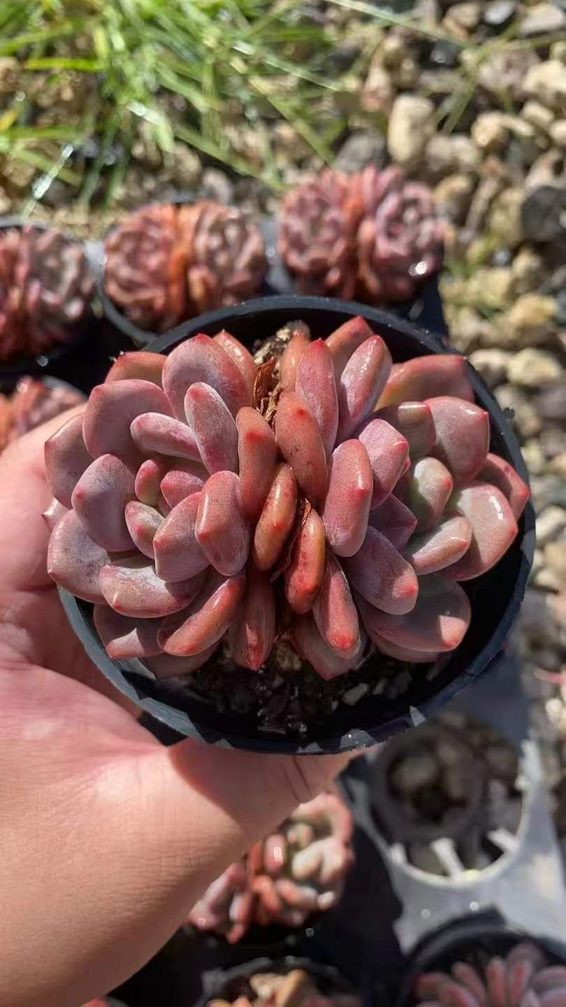 18株×レンレンシンジュ 多肉植物 卸売 エケベリア セダム アエオニウム