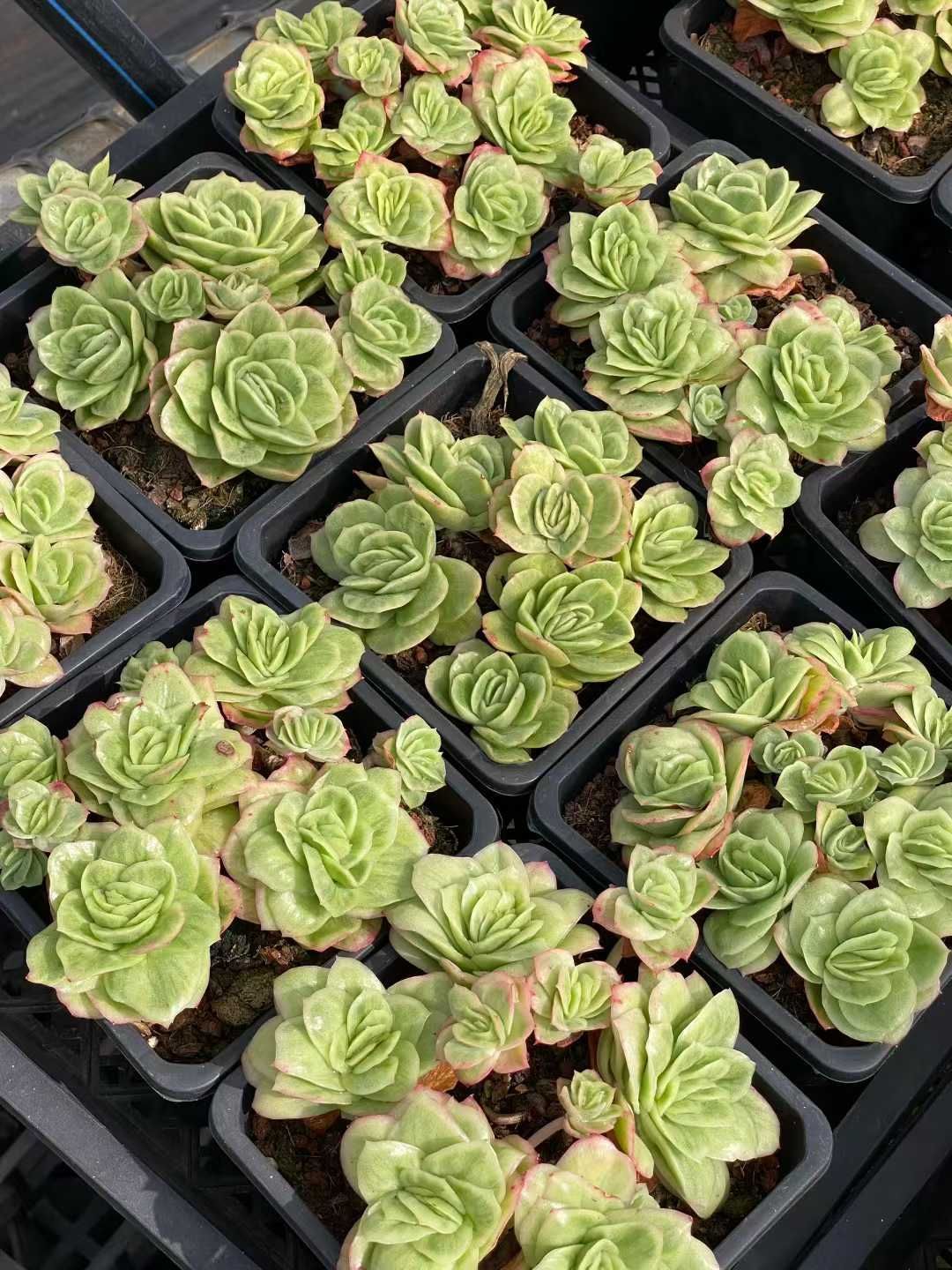 12株 アイスローズ 多肉植物 エケベリア セダム アエオニウム グラプトペタルム 韓国苗 寄せ植え QS 1193