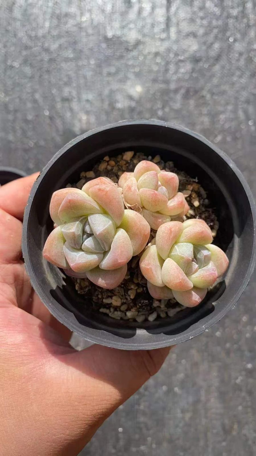 Tiffany ティファニー 夫婦箸 未使用 美品 ノベルティグッズ 非売品