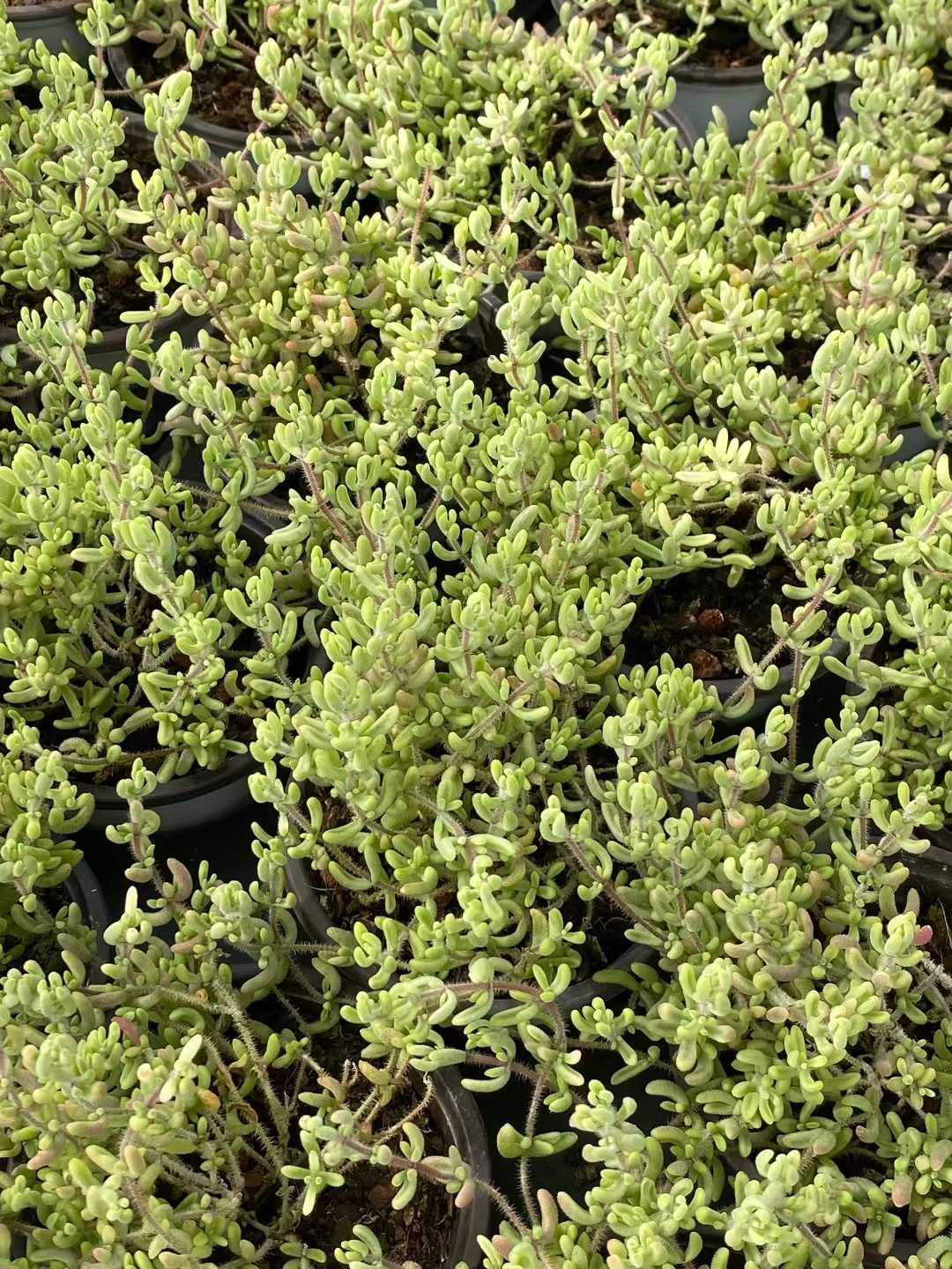 18株×ルビーニシキ 多肉植物 エケベリア セダム アエオニウム グラプトペタルム 韓国苗 寄せ植え QS 1194