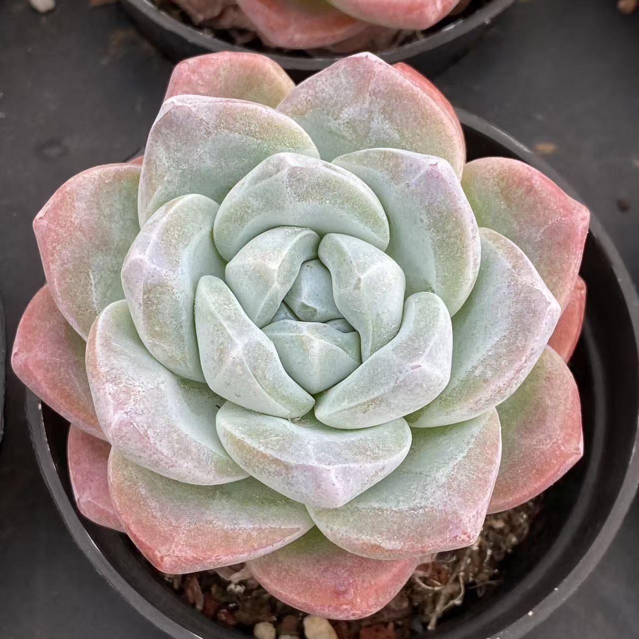 40株×ヒョウギョク 多肉植物 エケベリア セダム アエオニウム