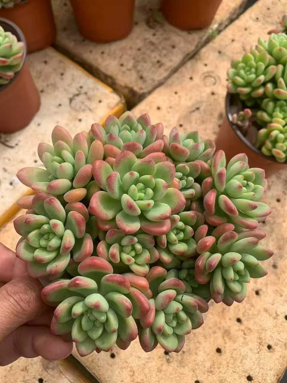 12鉢×シャングリラ 多肉植物 エケベリア セダム アエオニウム