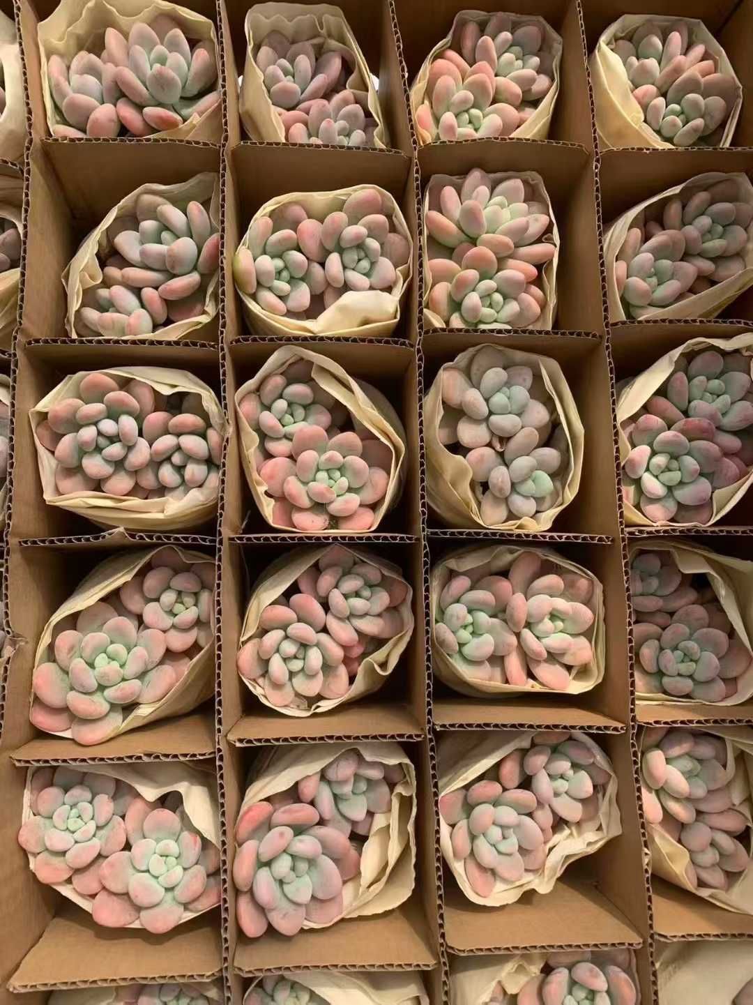 12株×レッドラクジン 多肉植物 エケベリア セダム アエオニウム