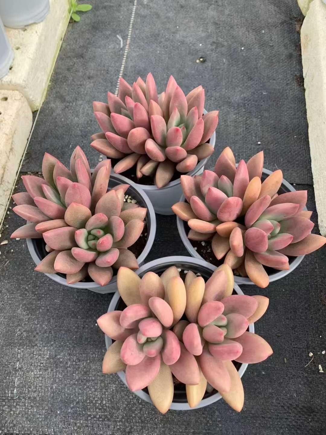 72苗×レッドチレン 多肉植物 エケベリア セダム アエオニウム