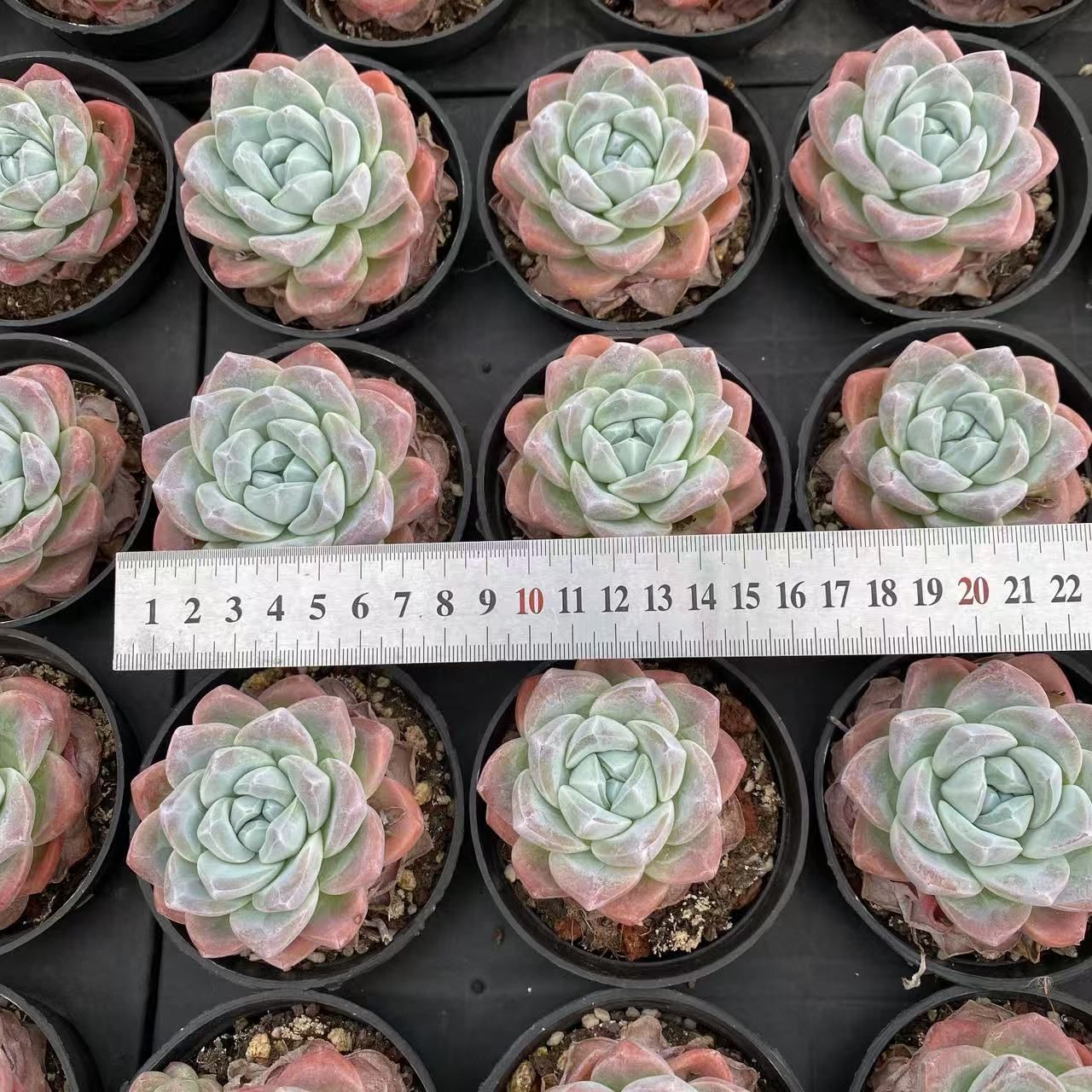 105苗 トト 土と根付き 多肉植物 エケベリア 韓国苗 サボテン