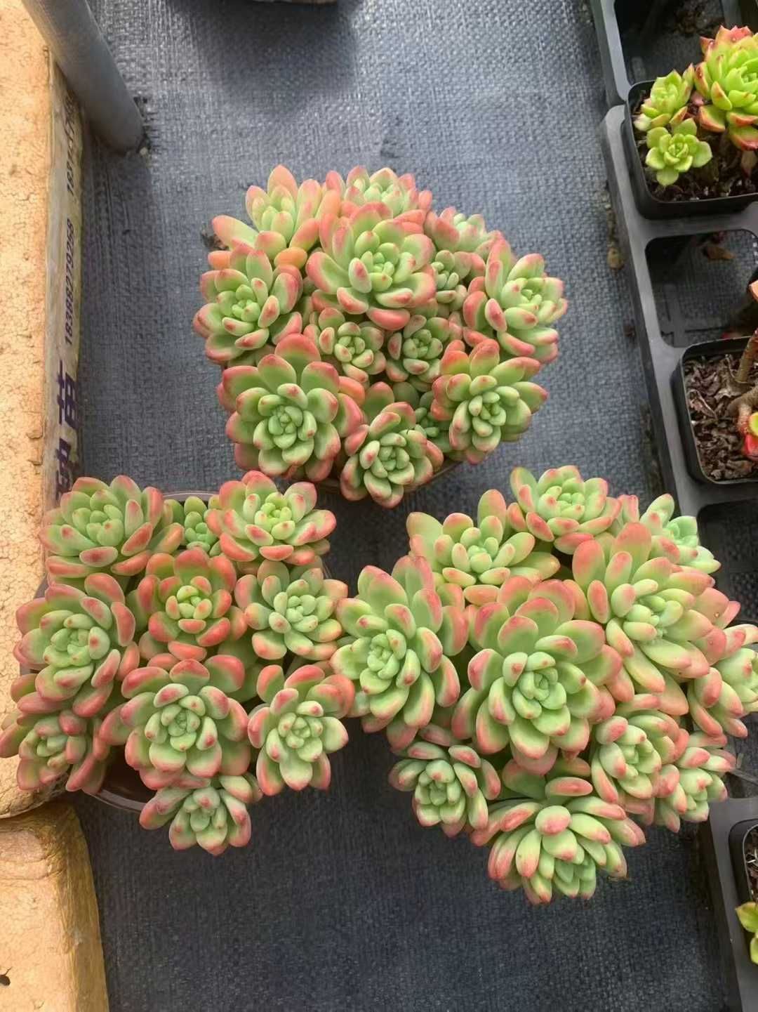 12鉢×シャングリラ 多肉植物 エケベリア セダム アエオニウム