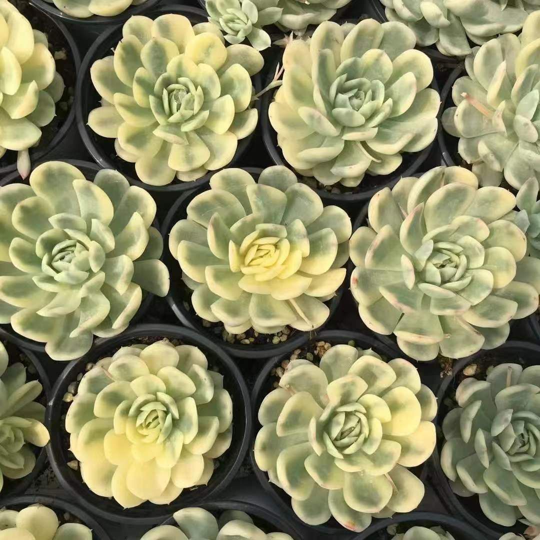 18株×ストロベリーアイスニシキ 多肉植物 エケベリア セダム