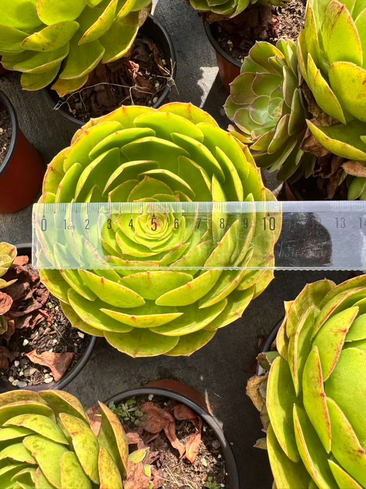 アエオニウム ハロウィン レインボー錦 多肉植物アエオニウム錦