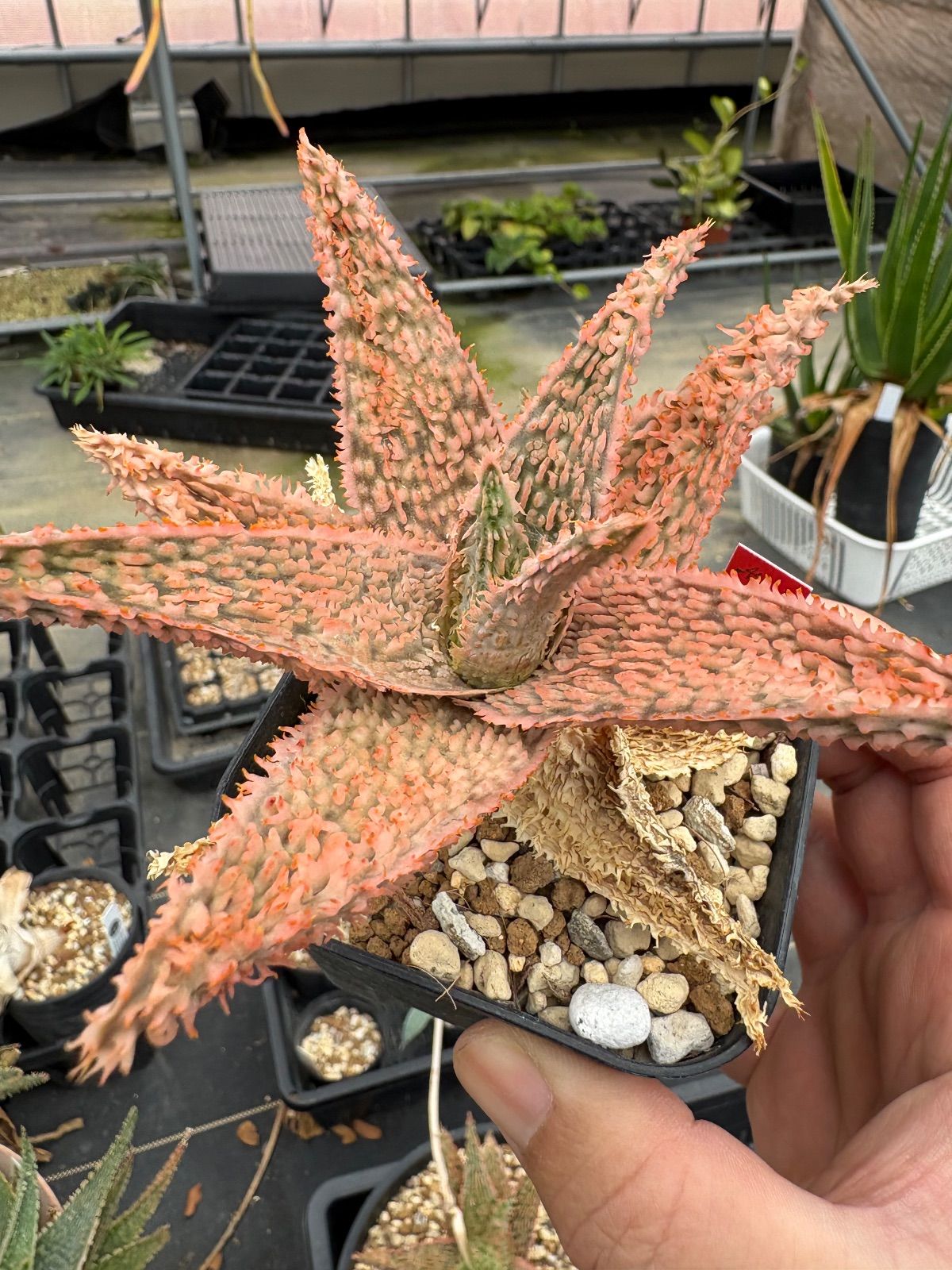 TCT アロエ テンプラ 親株 アロエ テンプラ Aloe 'Tempra' TCT hybrid 純血てんぷら 育種家本人