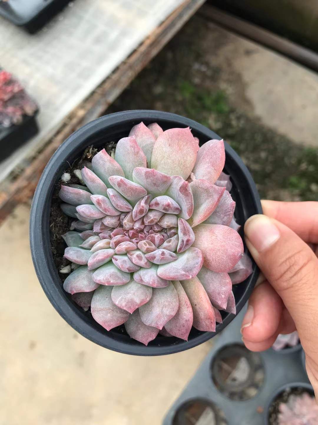 4株×コハクツイカ 多肉植物 割引 エケベリア セダム アエオニウム