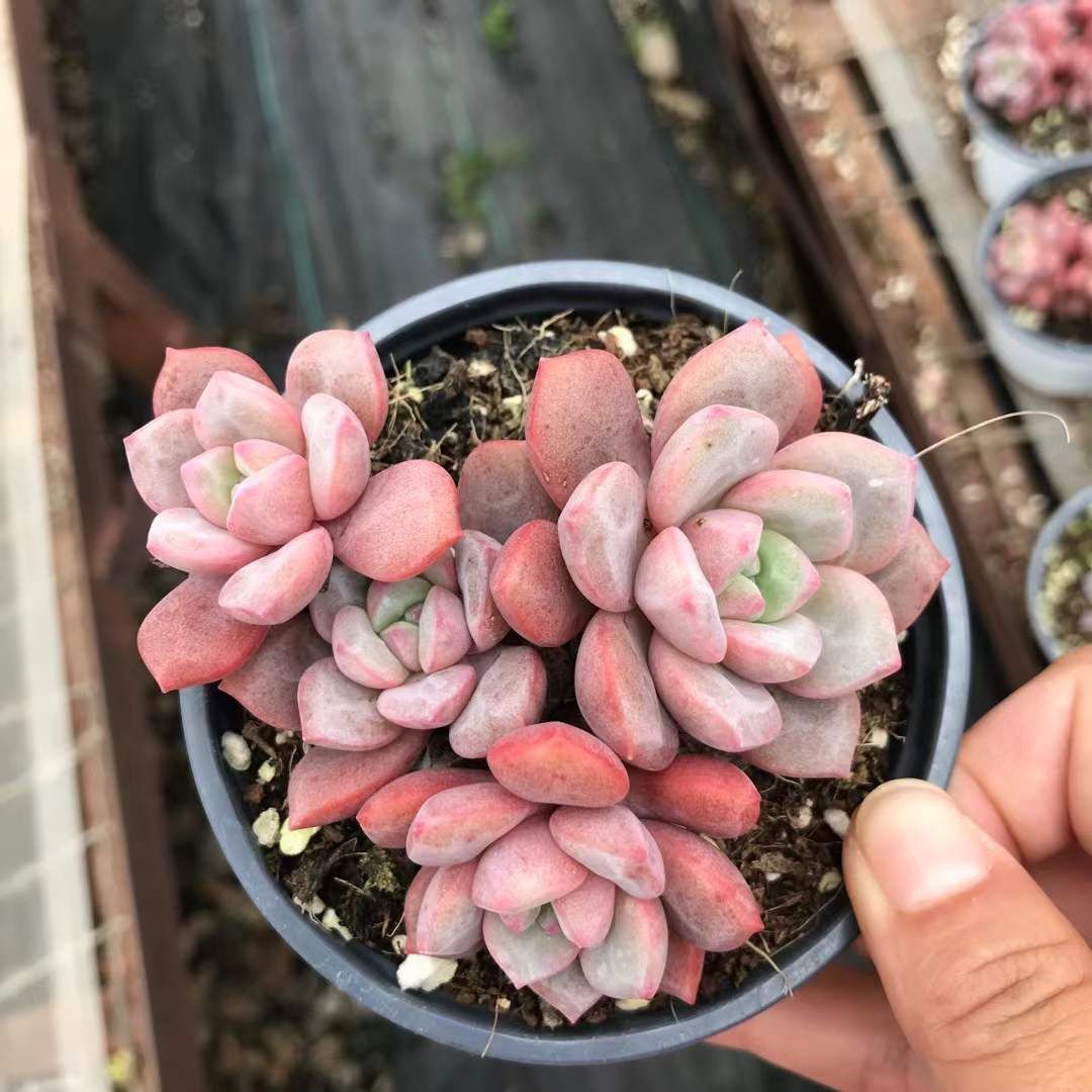 18株×ムメイ 多肉植物 エケベリア セダム アエオニウム