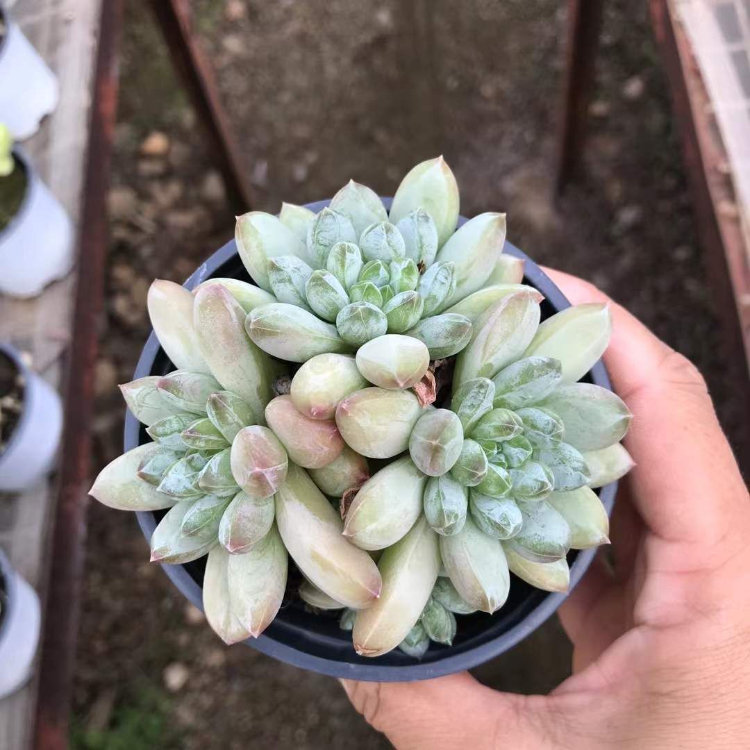 18株×グリーンハートビジン 多肉植物 エケベリア セダム アエオニウム