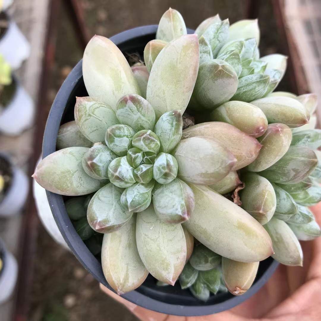 18株×グリーンハートビジン 多肉植物 エケベリア セダム アエオニウム