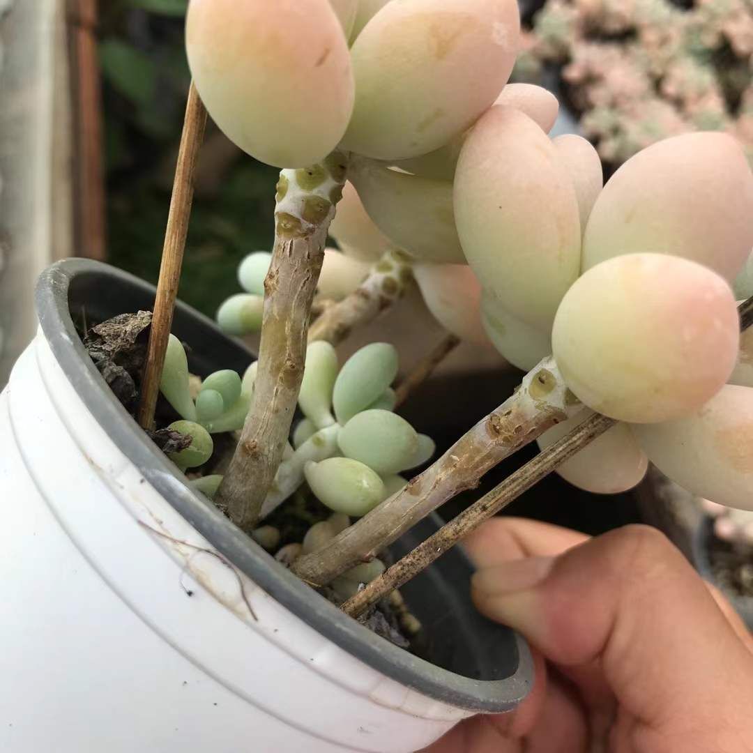 小売業者 mcfarlaneNFLマクファーレン6体セット バリアント含トム