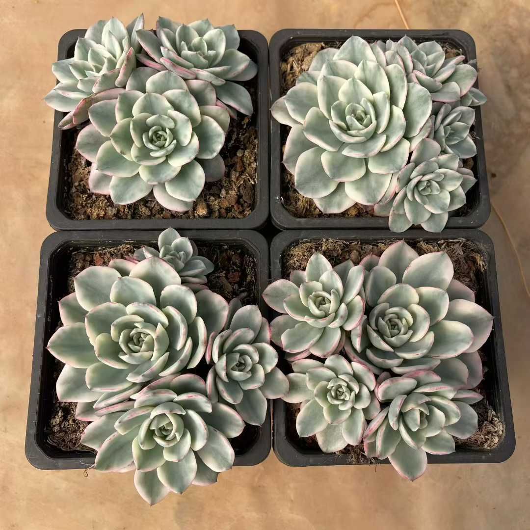 新入荷105株551-3エケベリア 韓国苗 サボテン 多肉植物 詰め合わせ