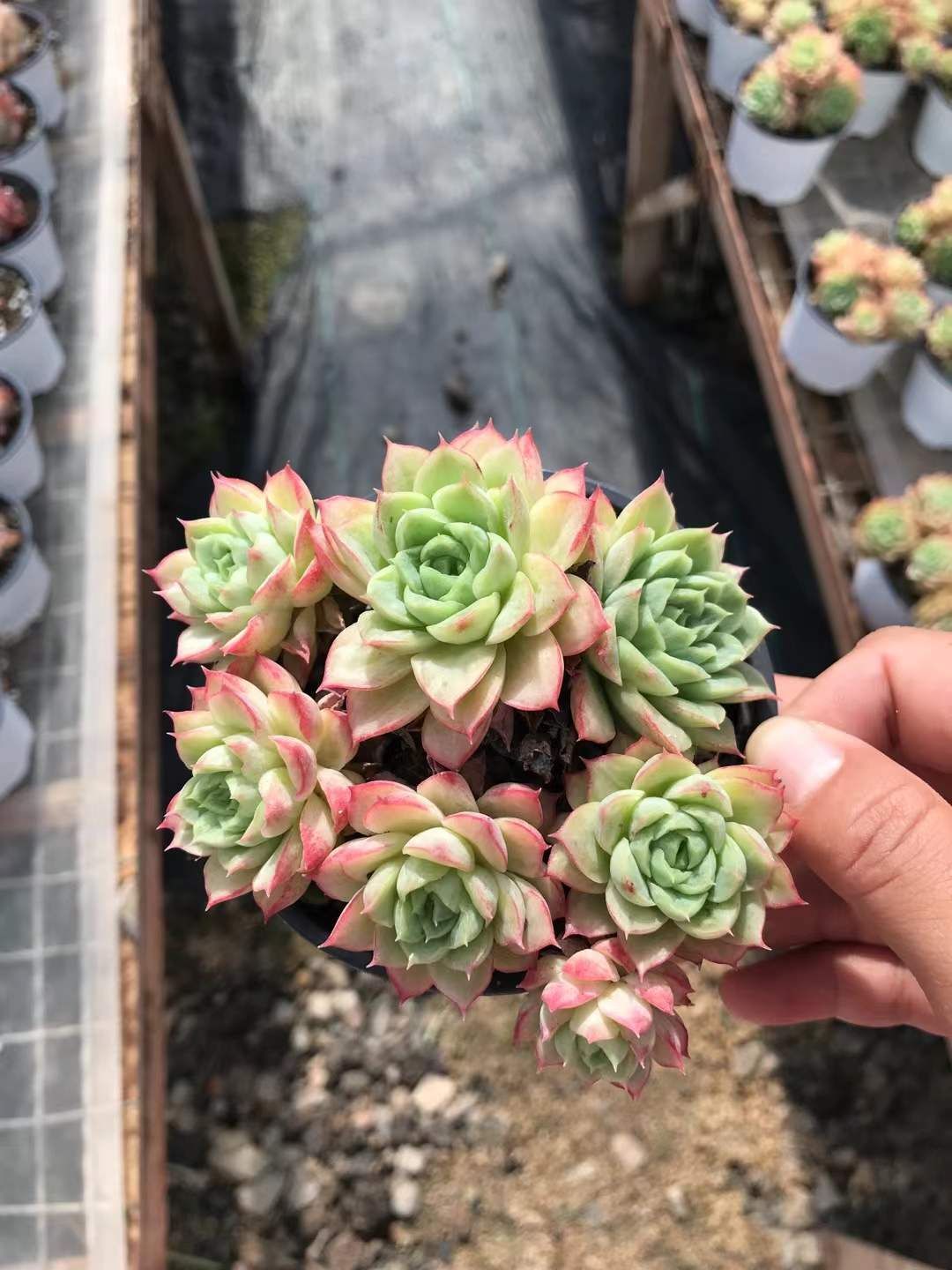 隠れキリシタンの品？ 旧家の遺品 陶器の髑髏 珍品