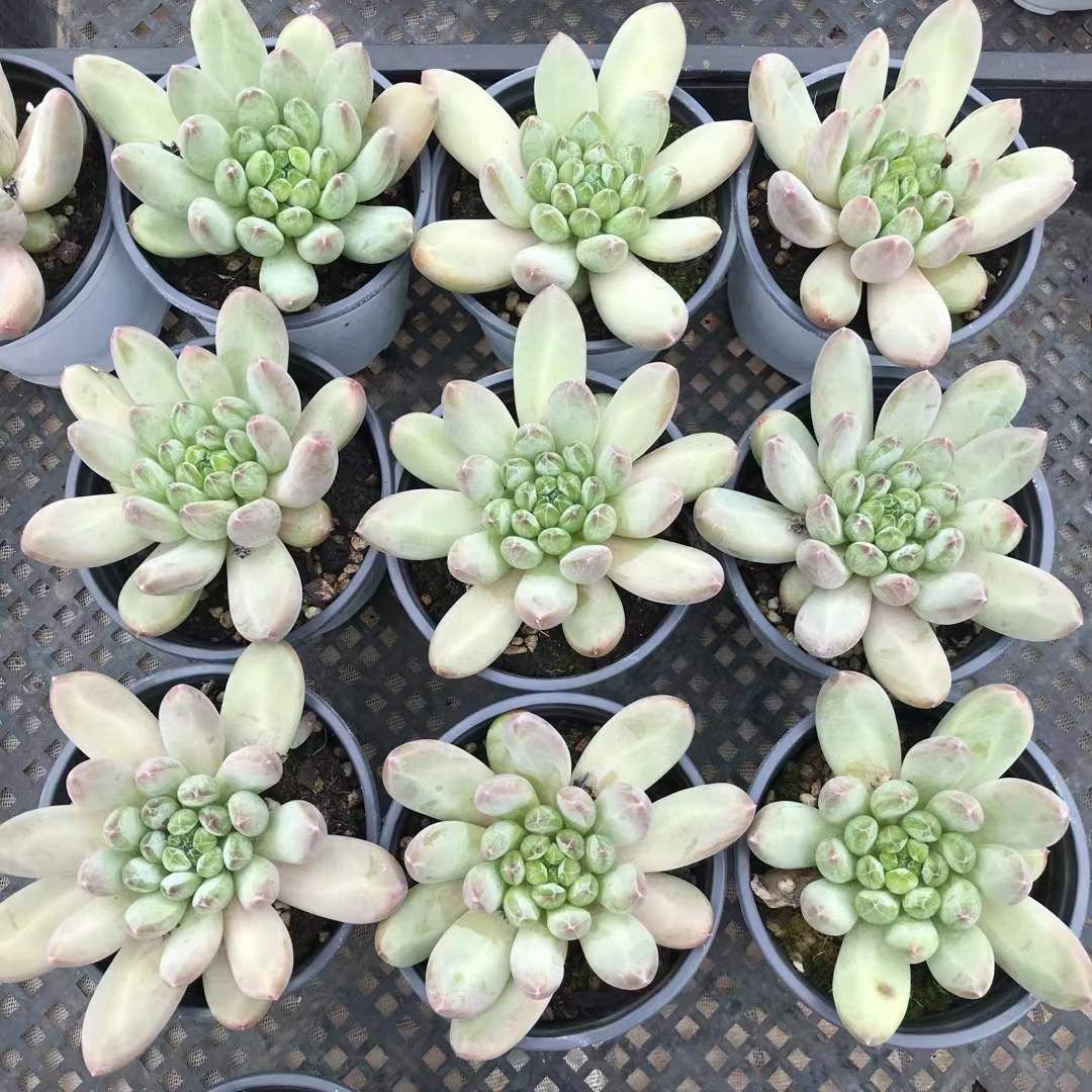 18株×グリーンハートビジン 多肉植物 エケベリア セダム アエオニウム