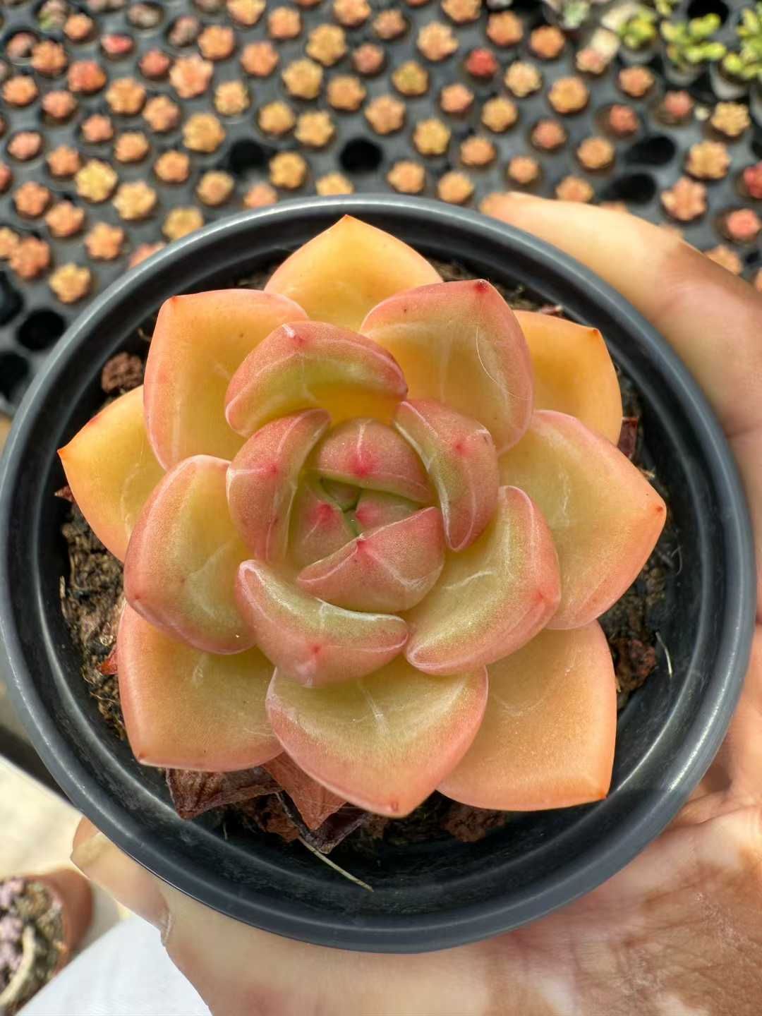 32株×シャンペン 多肉植物 エケベリア セダム アエオニウム グラプトペタルム 韓国苗 寄せ植え WBLHF2134