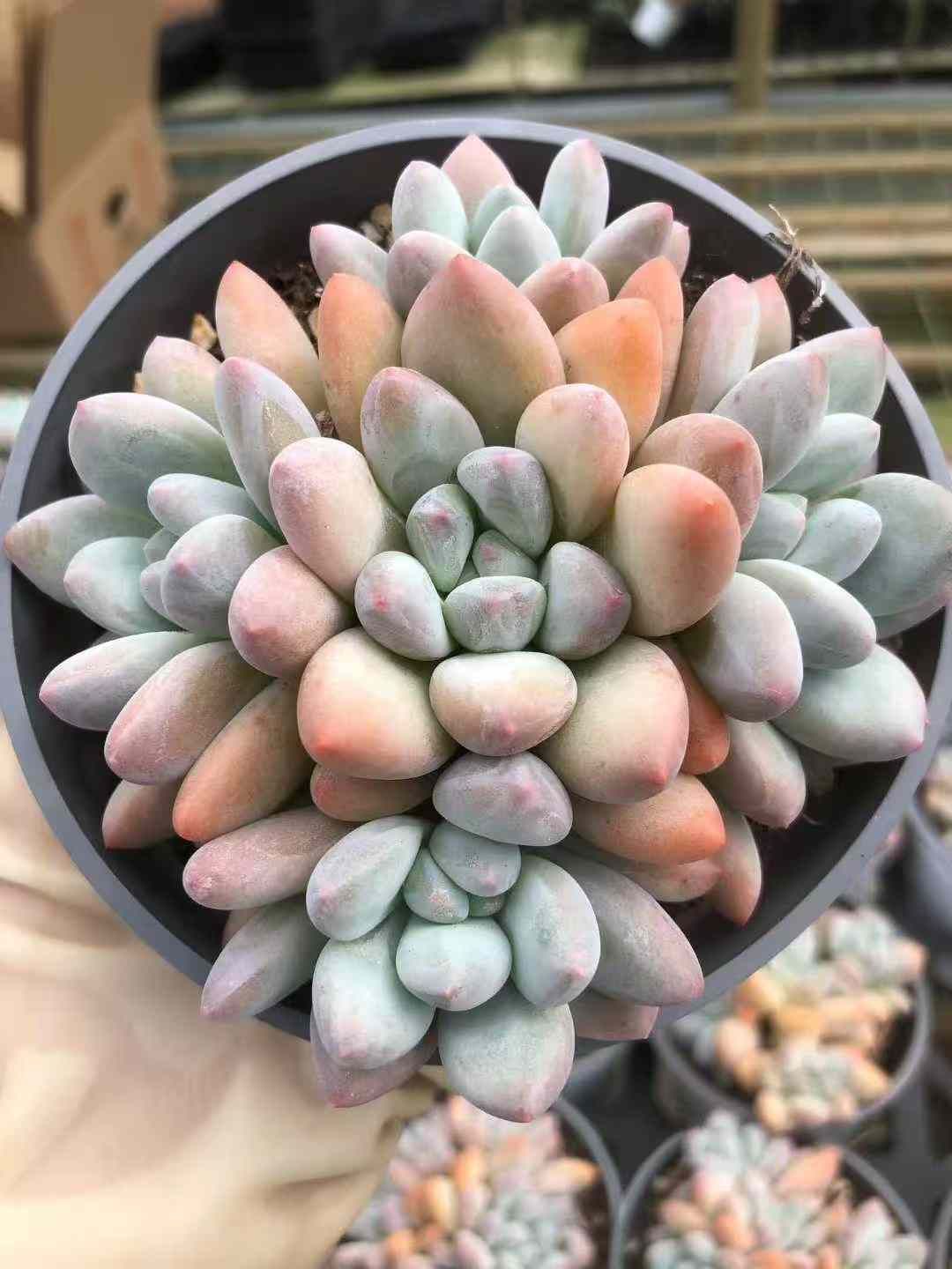 24株×コウスイ 多肉植物 エケベリア セダム アエオニウム