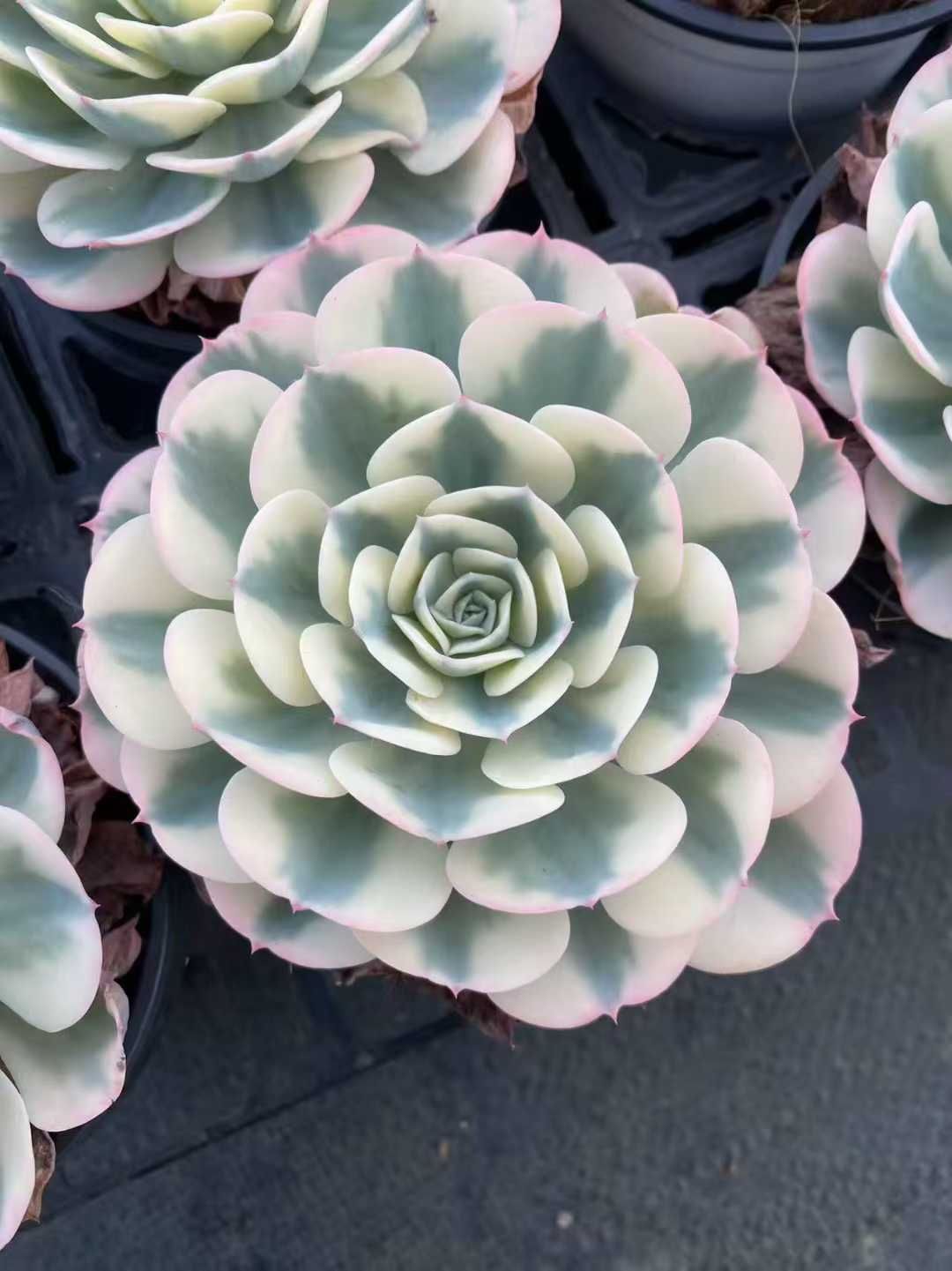 24株×ギョクチョウニシキ 多肉植物 エケベリア セダム アエオニウム