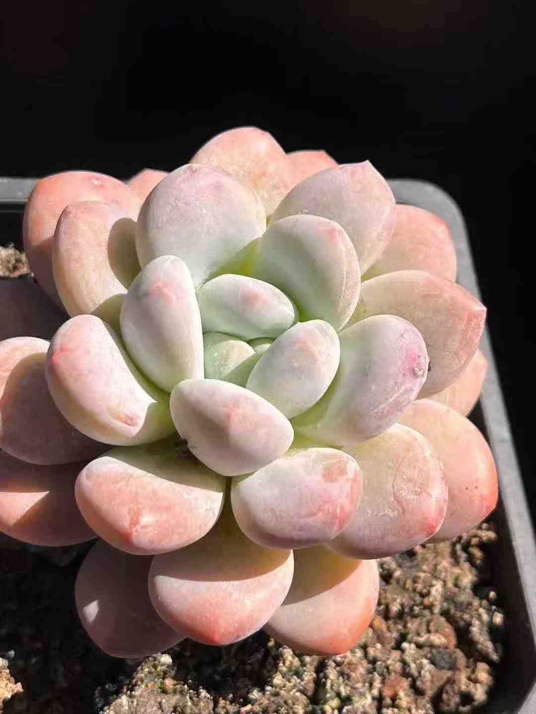 Top【選抜株】多肉植物　360907アエオニウム コイ　24個　鉢無し/脱土 24株×コウスイ 多肉植物 エケベリア セダム アエオニウム