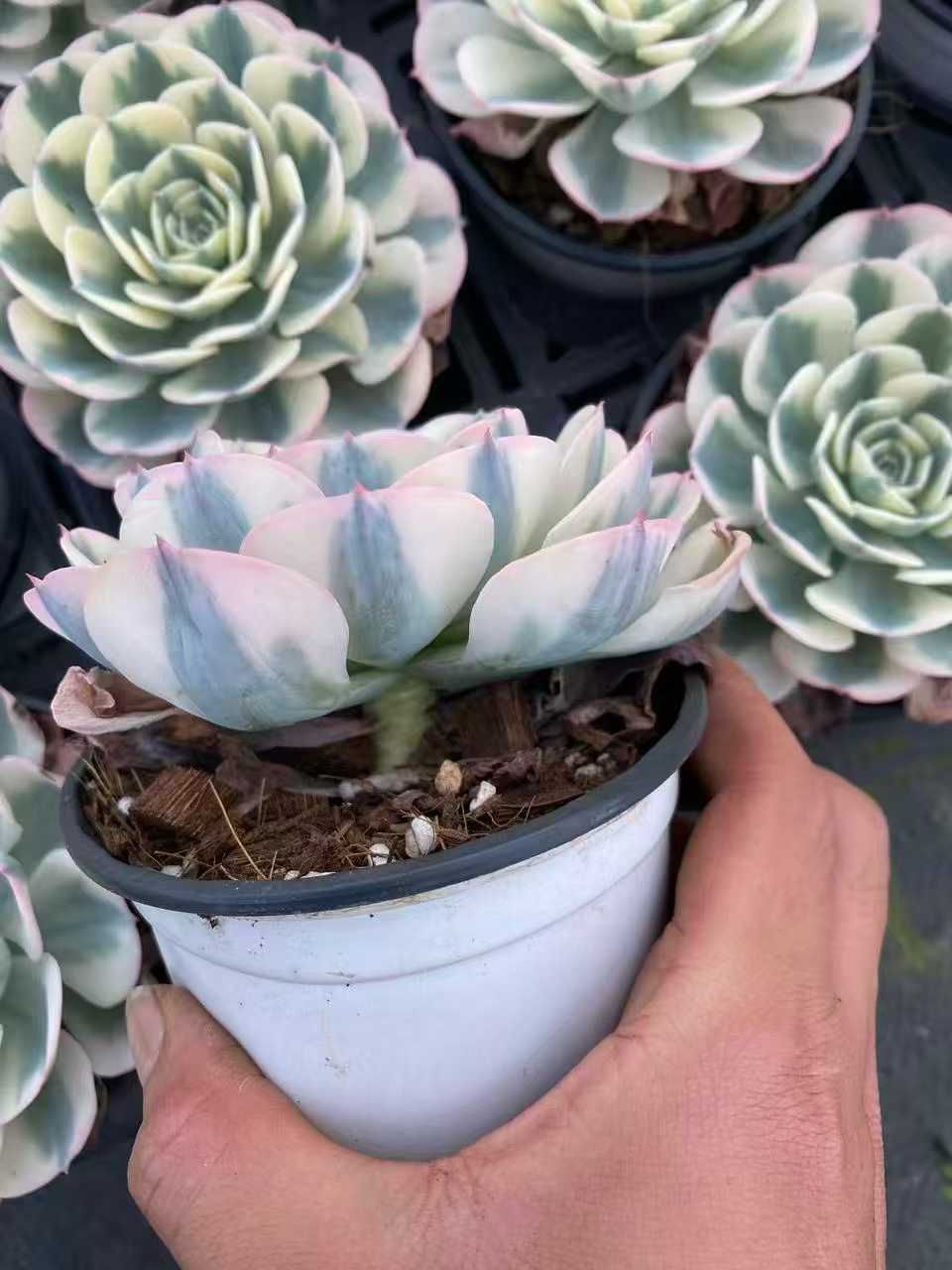 50株×シロヒメレンニシキ 多肉植物 エケベリア セダム アエオニウム