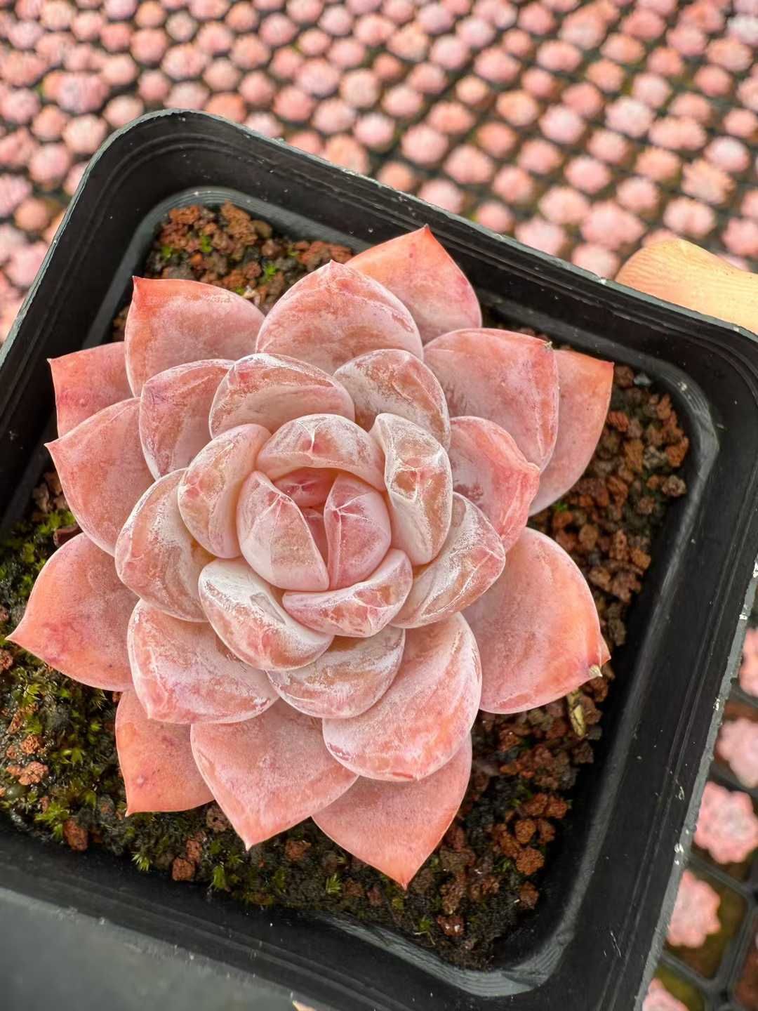 観葉植物 54株×マリリン 多肉植物 エケベリア セダム アエオニウム 