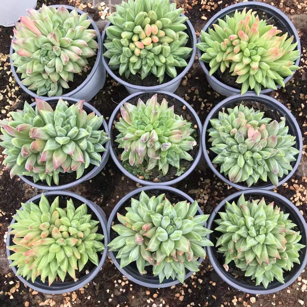 新品未使用】猛烈！モーレツ！ジュディー 特製ベース+支柱付き【CUTIES