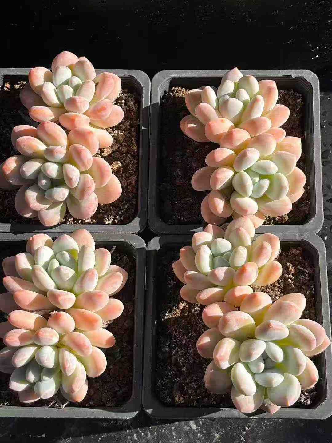 Top【選抜株】多肉植物　360907アエオニウム コイ　24個　鉢無し/脱土 24株×コウスイ 多肉植物 エケベリア セダム アエオニウム
