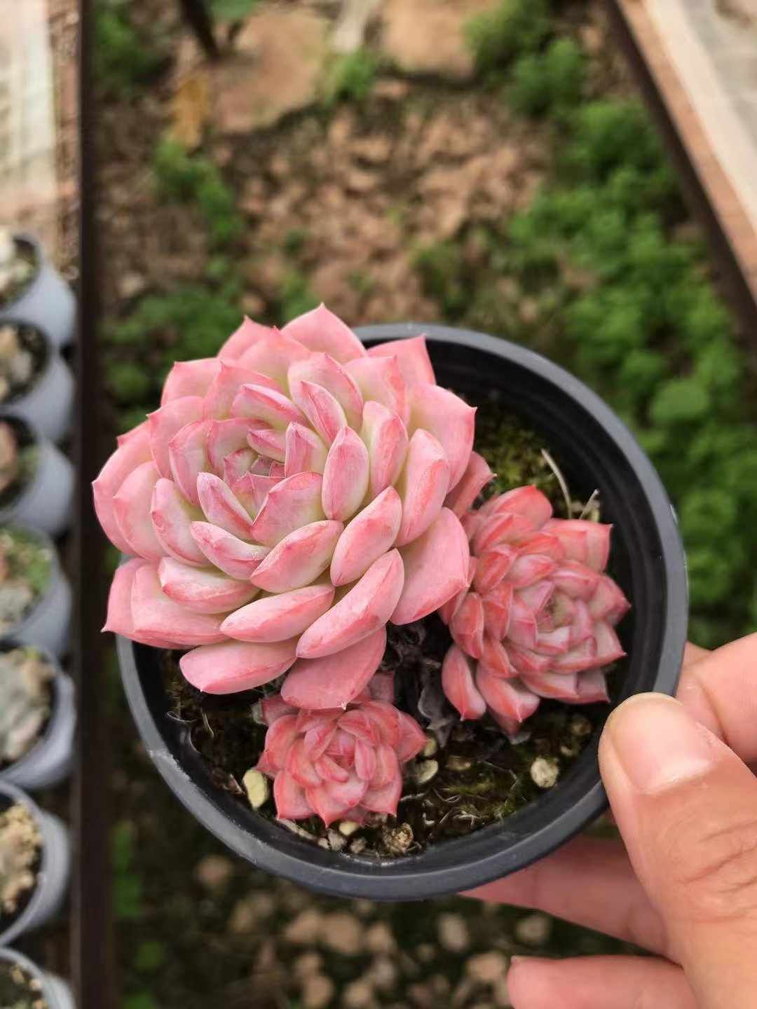 エケベリア（多肉植物）｜観葉植物の育て方｜野菜・花の育て方｜アース あっこっこさん専用 アオバナハイノキ