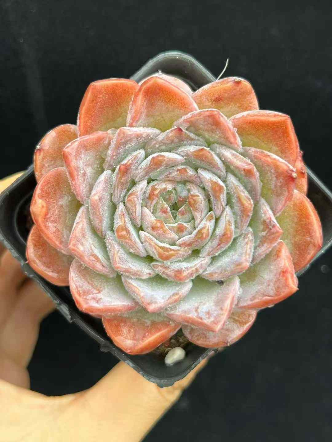 A様 専用 15点 a.さま専用 ヨハク限定マスキングテープ 15点 楽天市場