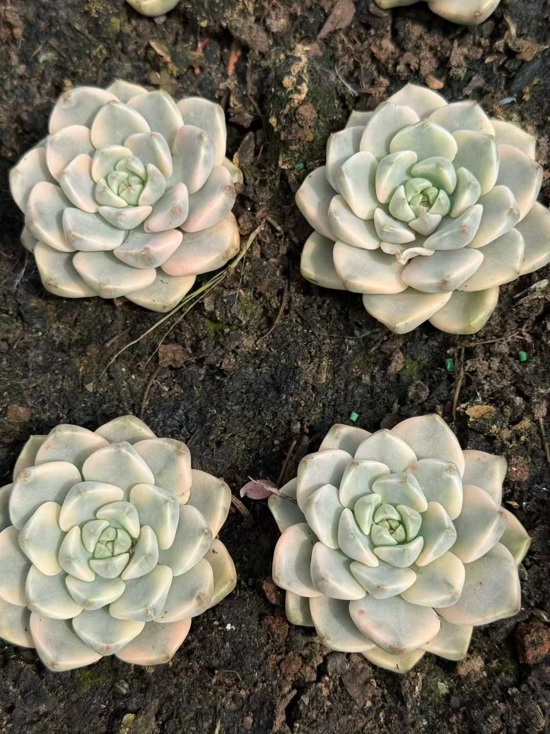 35株×レッドピンクカジンニシキ 多肉植物 エケベリア セダム