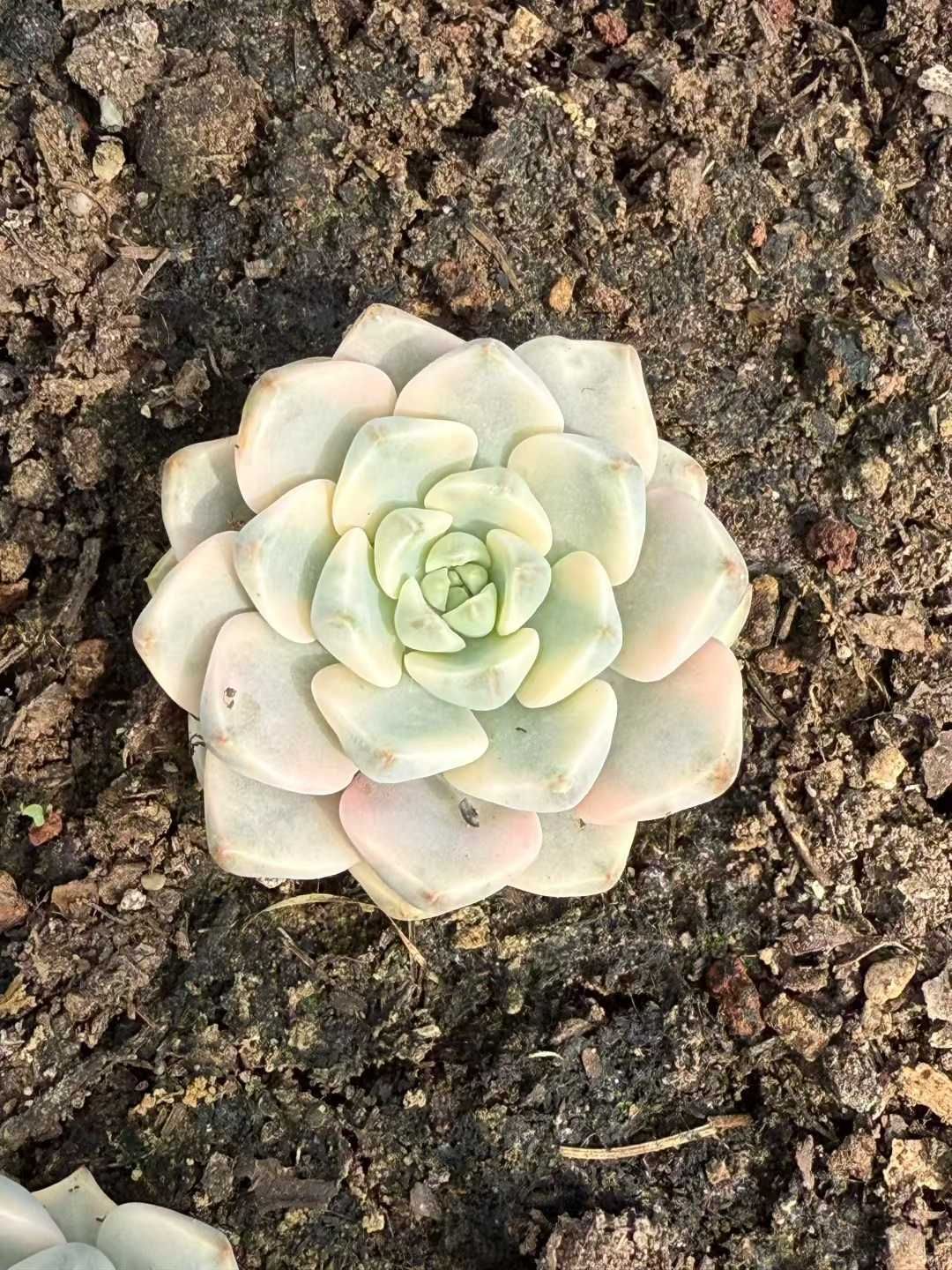 35株×レッドピンクカジンニシキ 多肉植物 エケベリア セダム